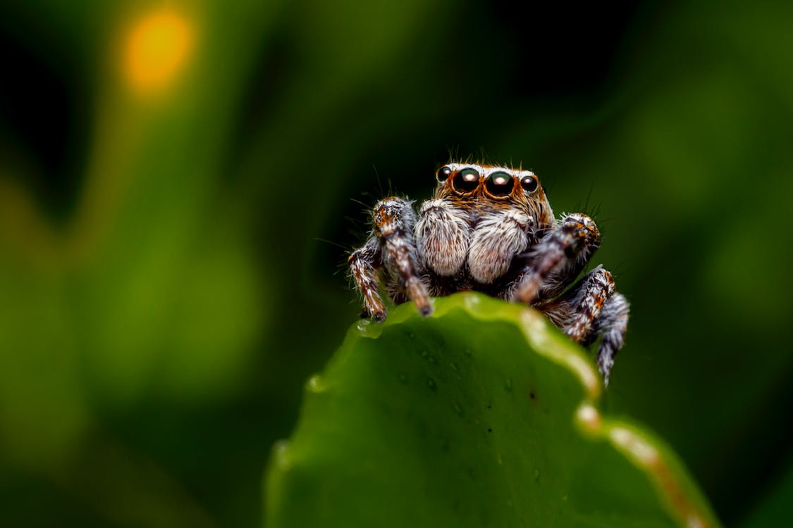 A Macro Shot of a Zebra Jumping Spider