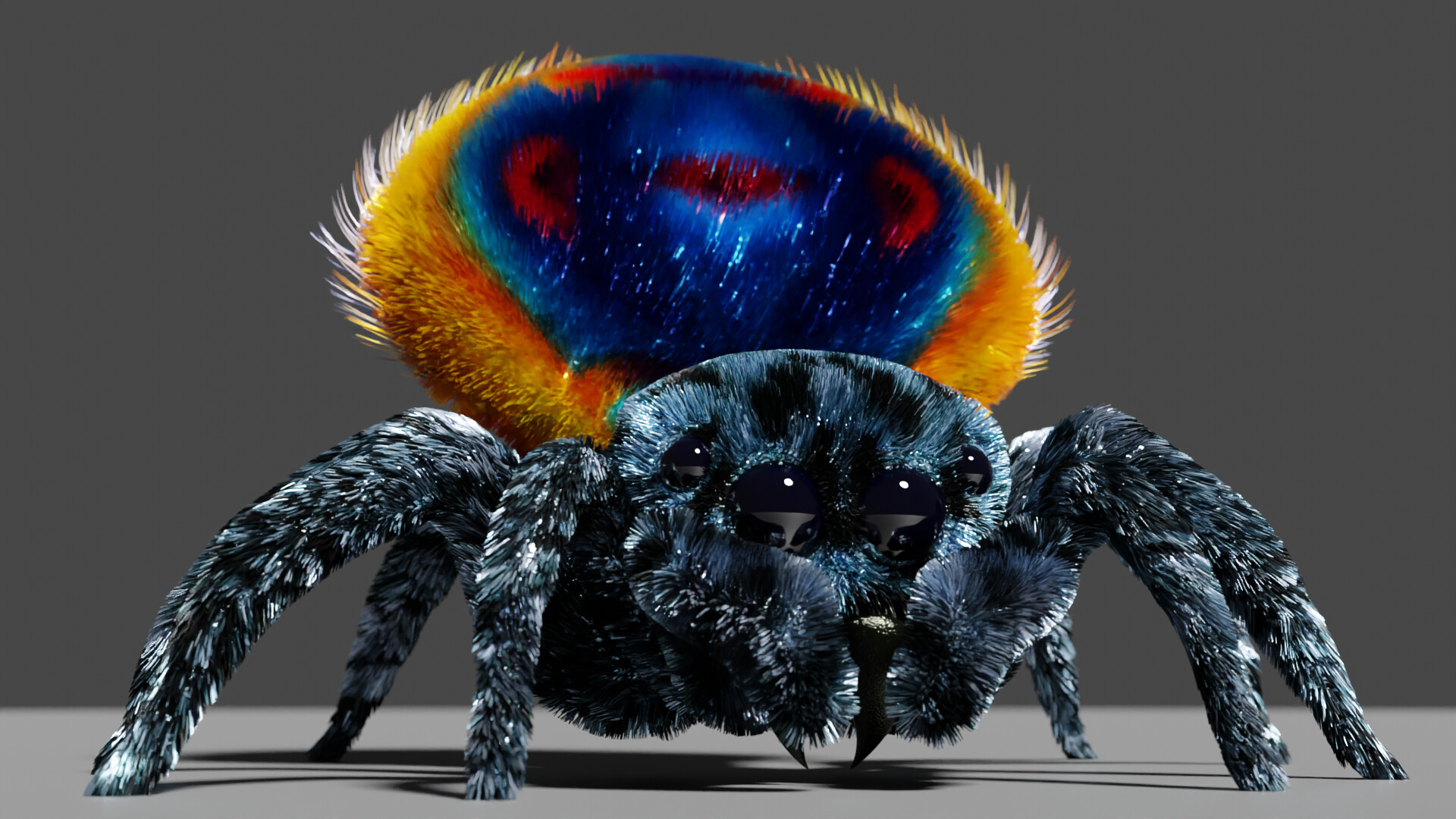 JUMPING SPIDERS / MARATUS