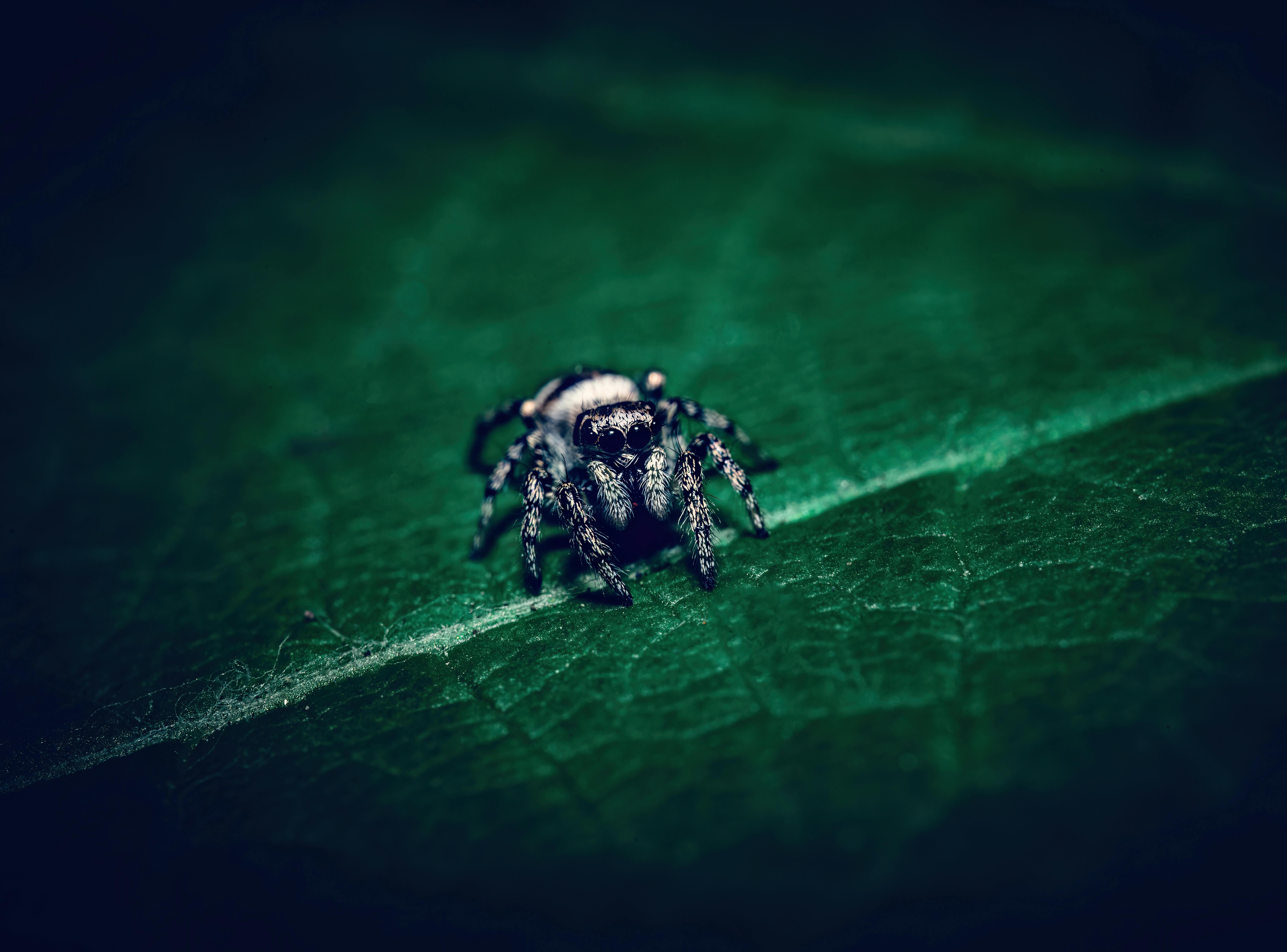 Zebra Jumping Spider on Leaf · Free