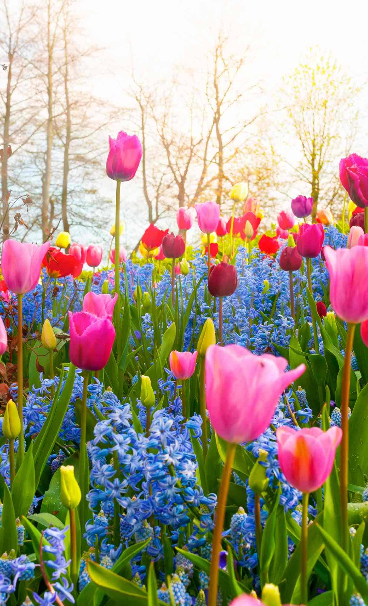 Spring Wallpaper for iPhone