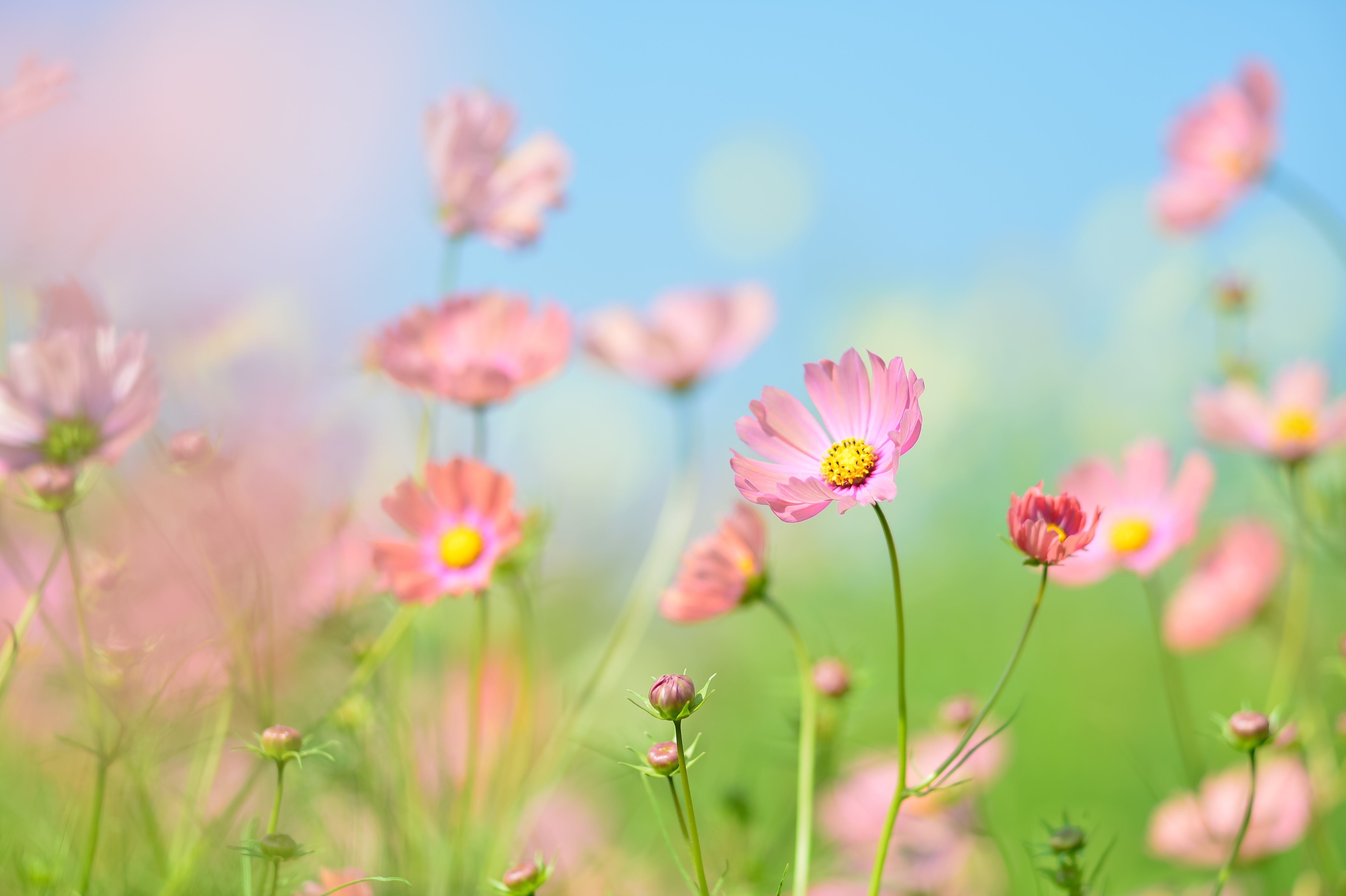 Flower garden Wallpaper 4K, Cosmos
