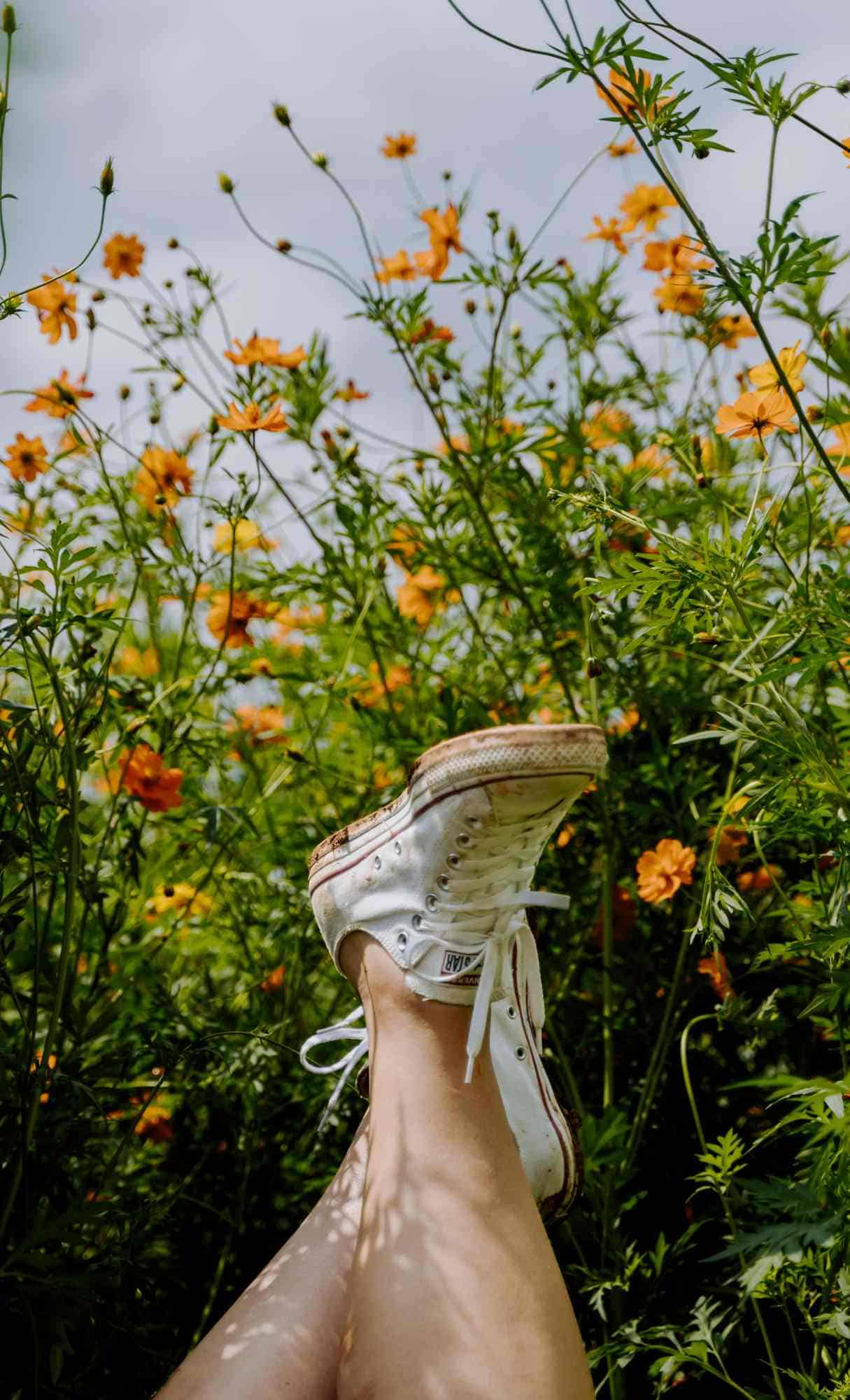 Spring Wallpaper for iPhone