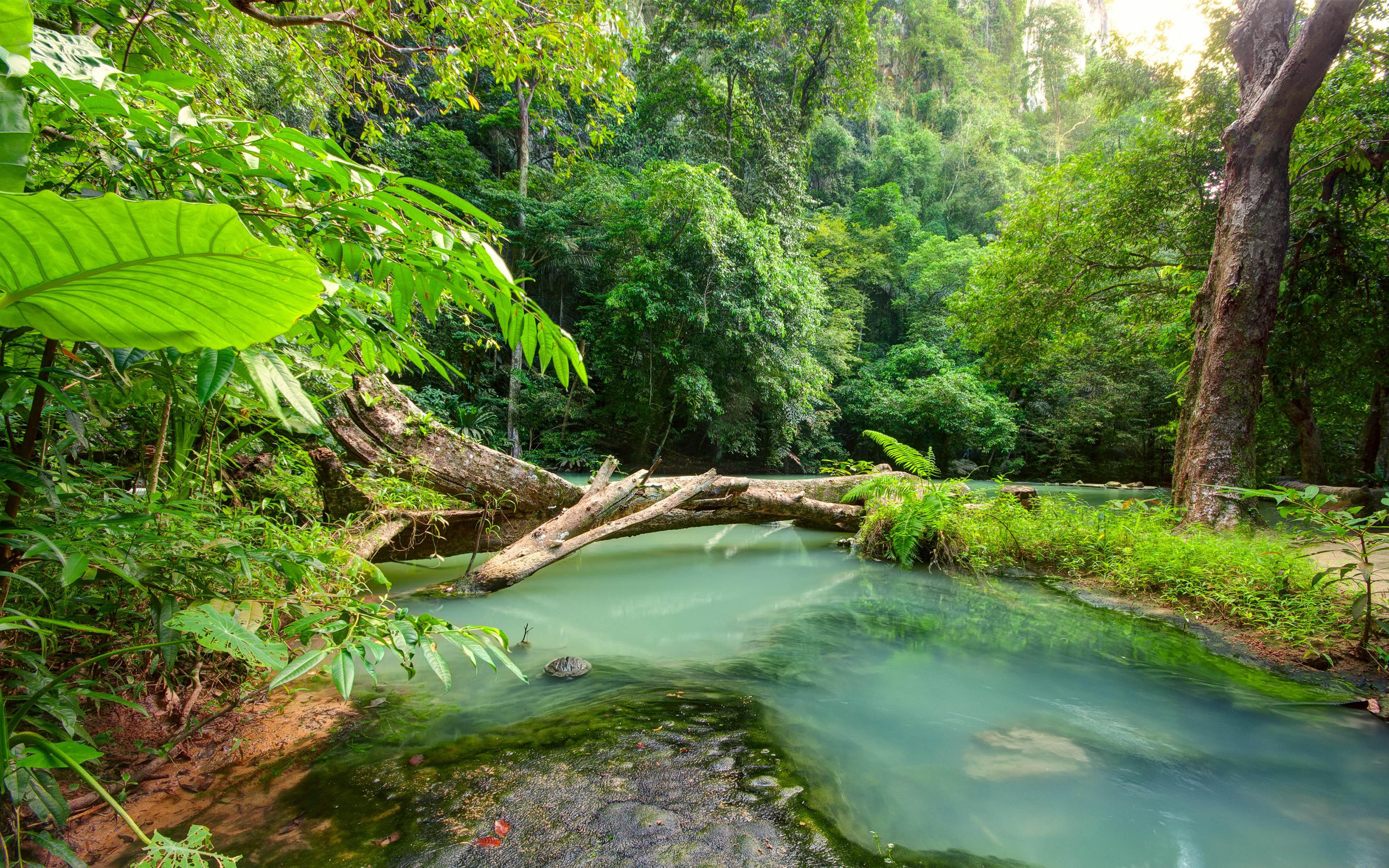 Tropical Landscape Blue River In