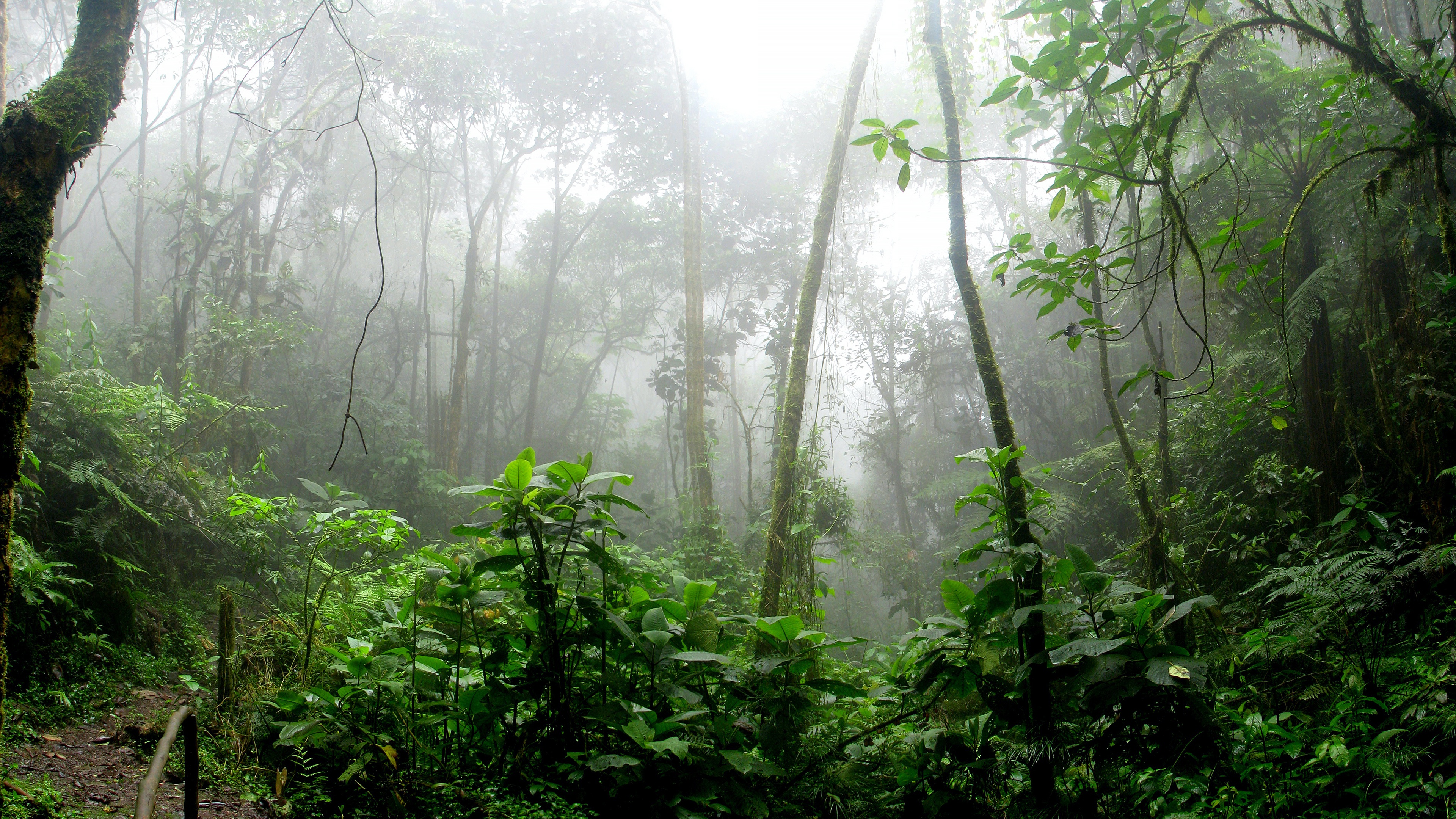 Nature Fog 4k Ultra HD Wallpaper