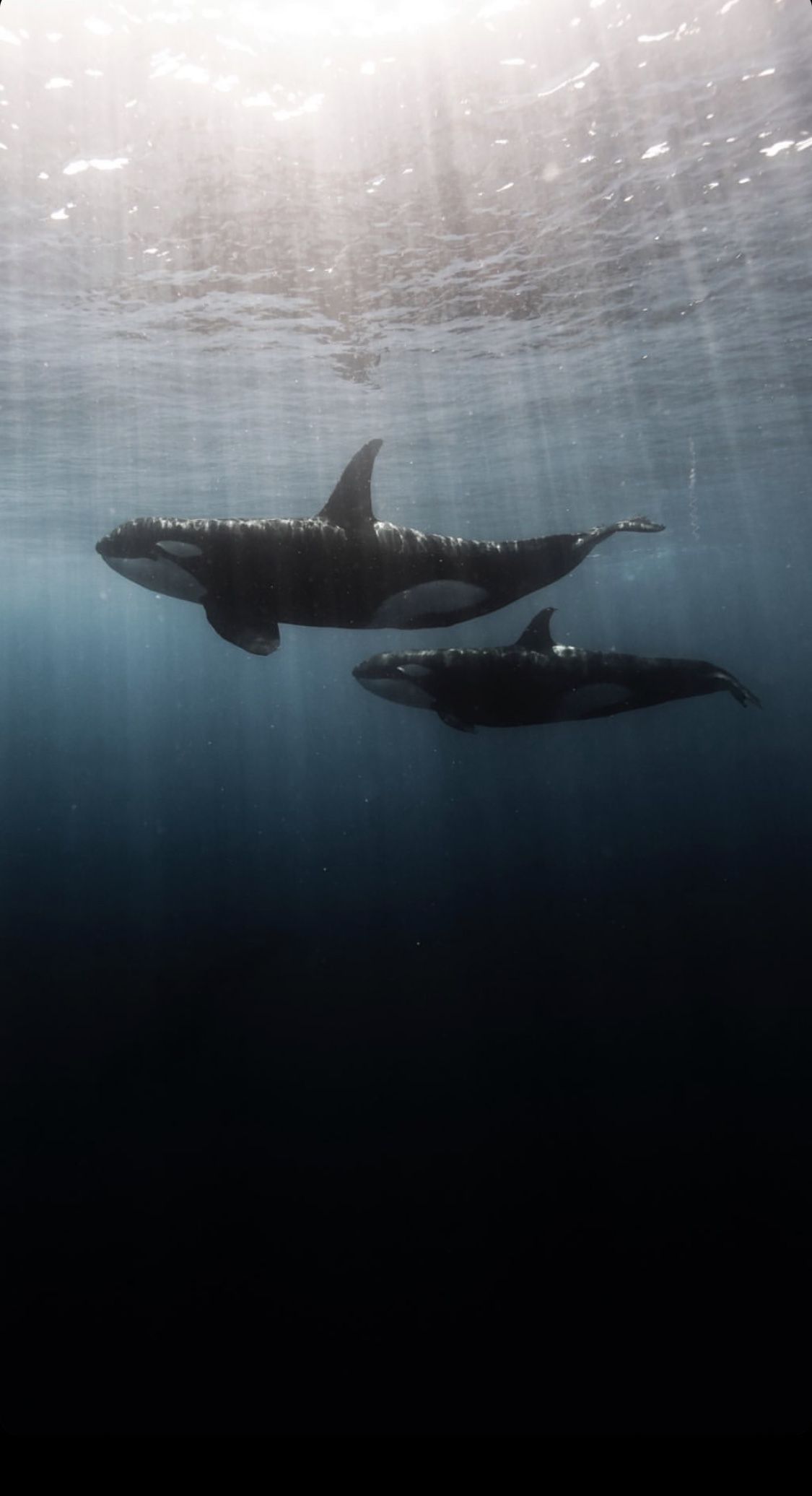 Orca iphone wallpaper