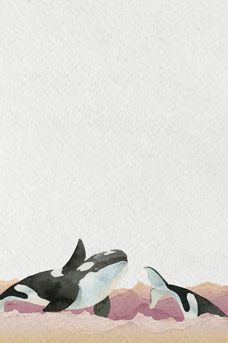 Orca Image. Free Photo, PNG Stickers