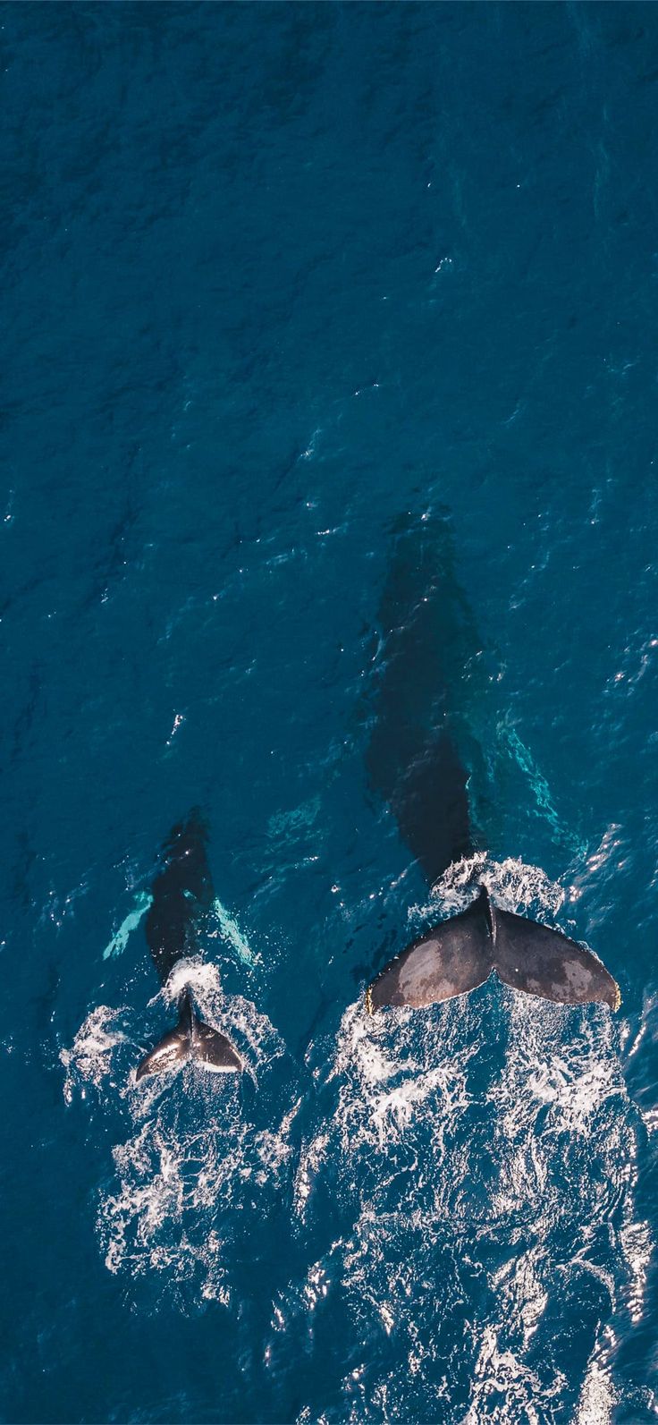 Ocean, Orca, Water, Whale wallpaper