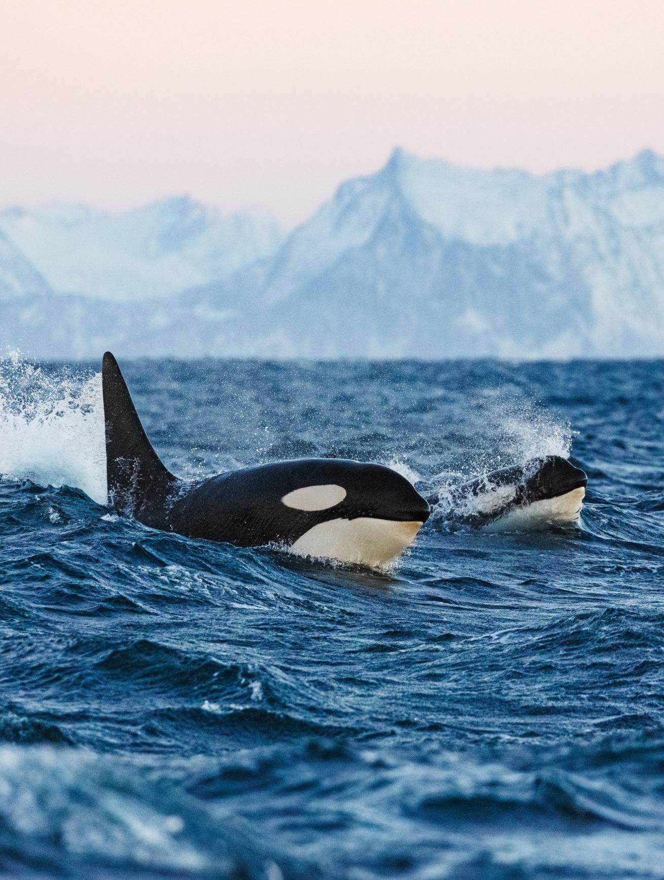 Human Activity Affect Orcas