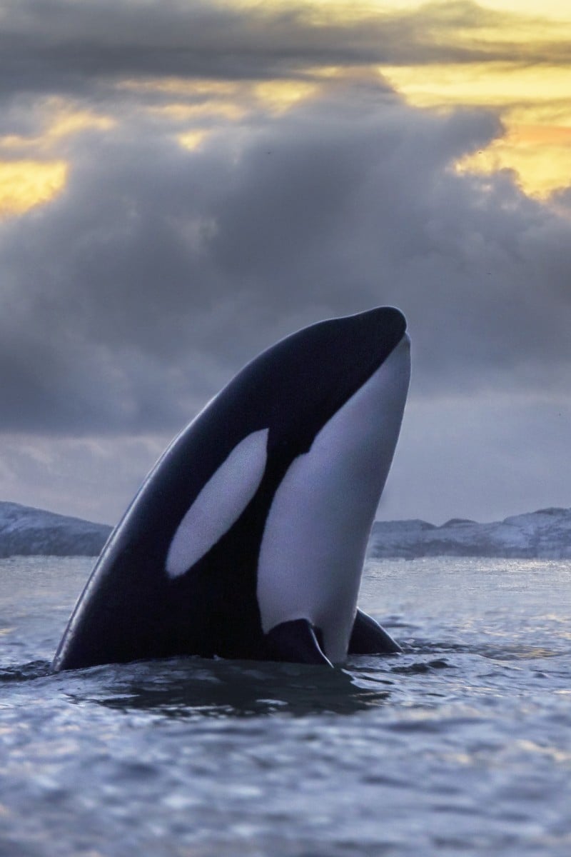 Lulu the orca whale is the most