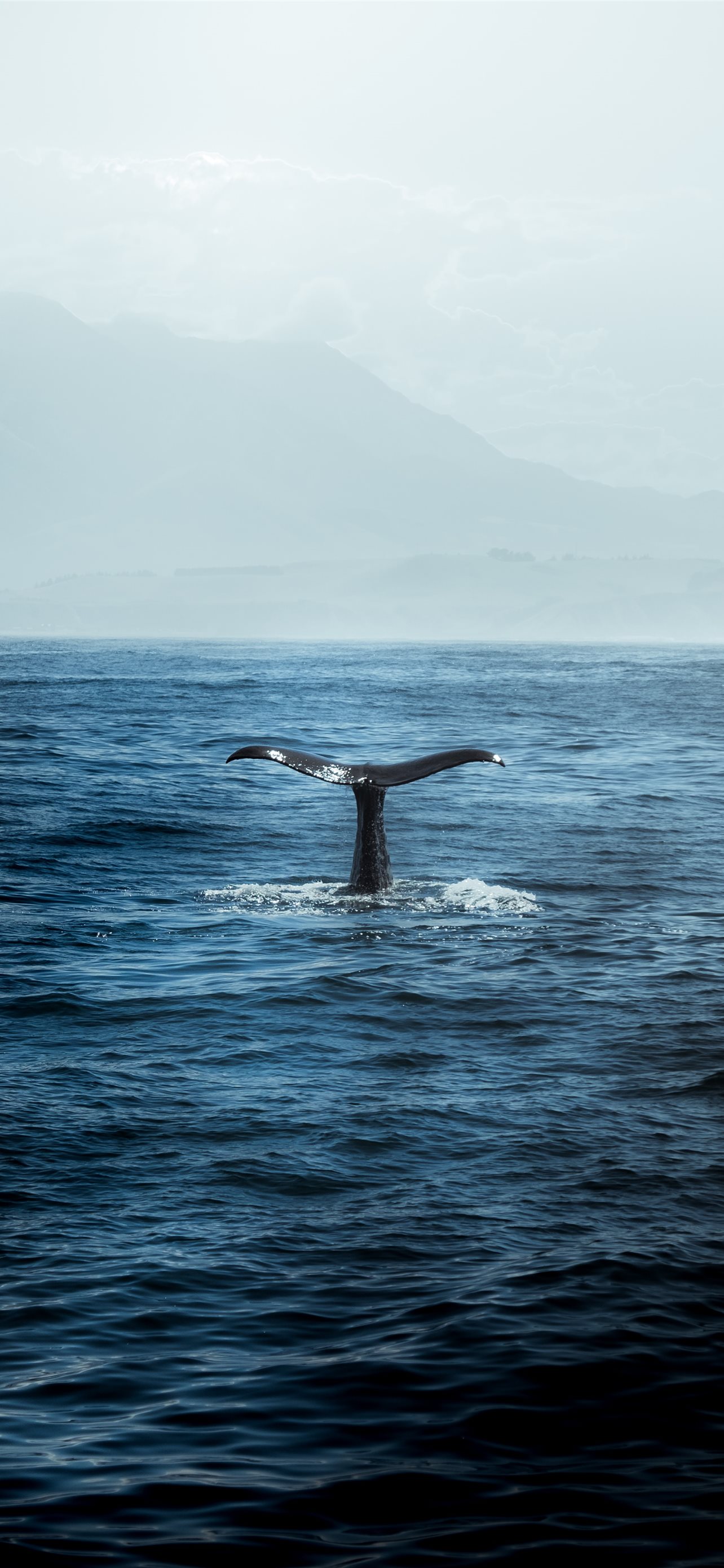 Best Orca iPhone HD Wallpaper