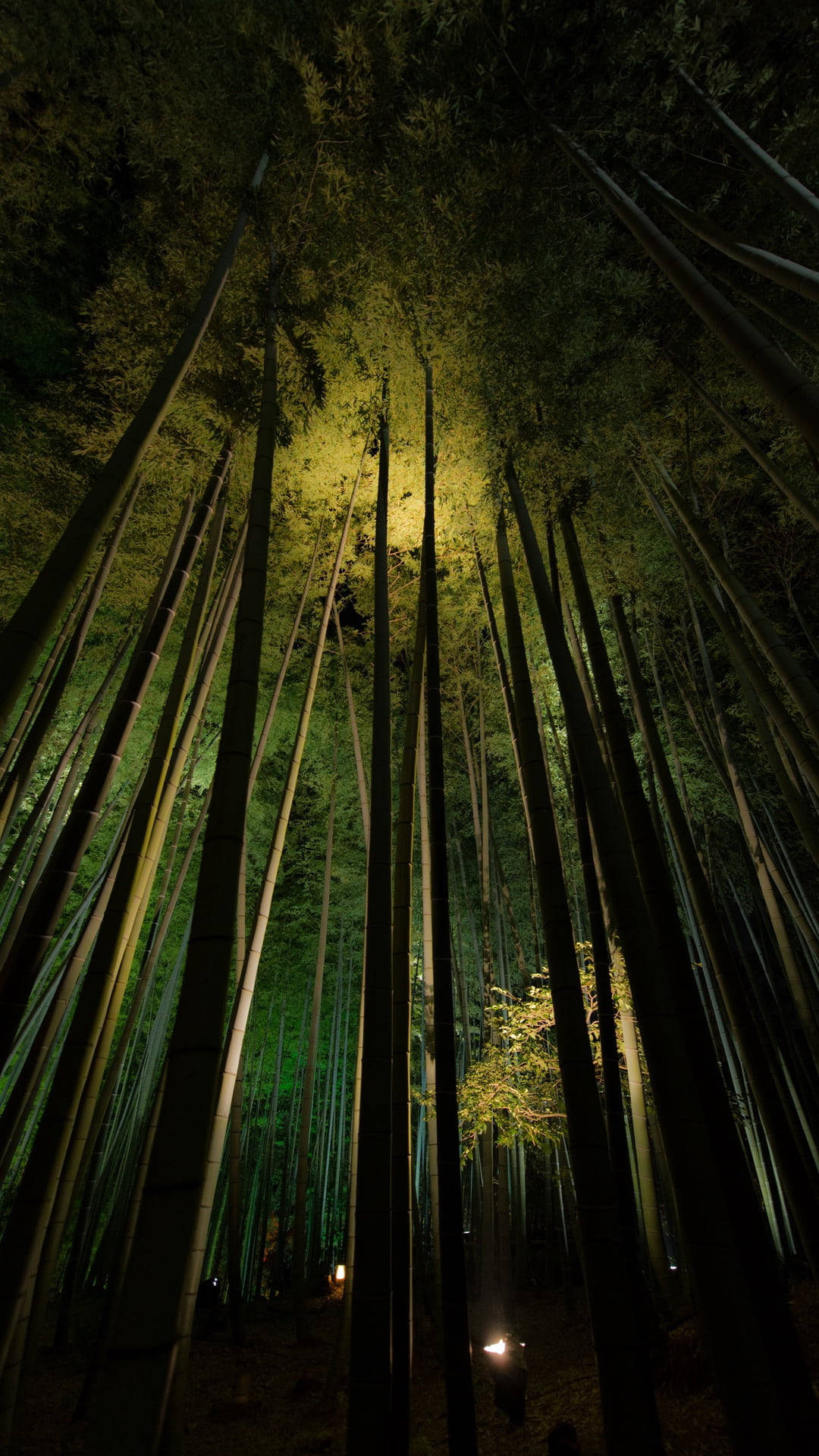Download Nighttime Bamboo Forest iPhone