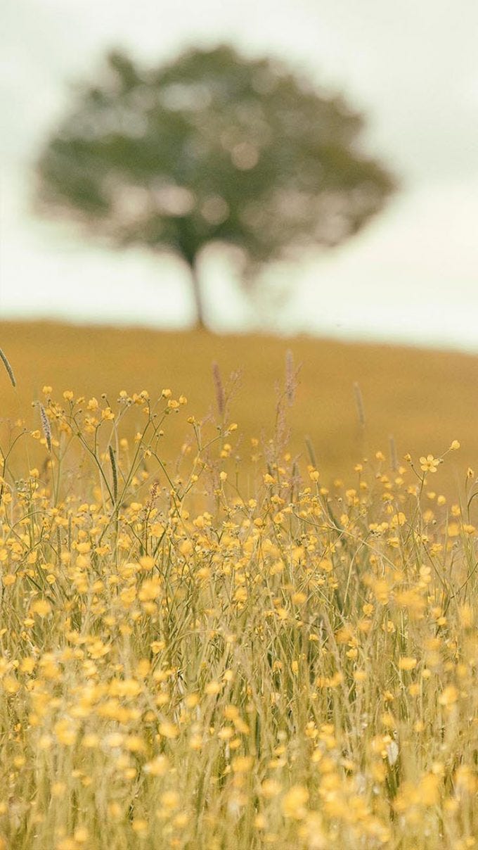 Relaxing Nature Mobile Wallpaper