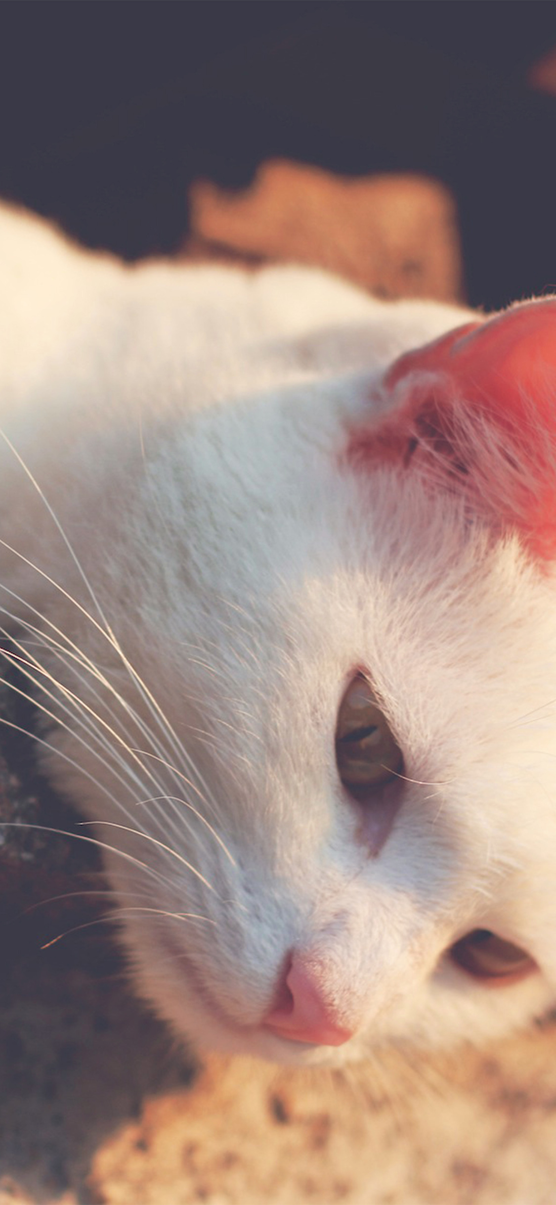 Cat Relaxing Animal Cute Wallpaper