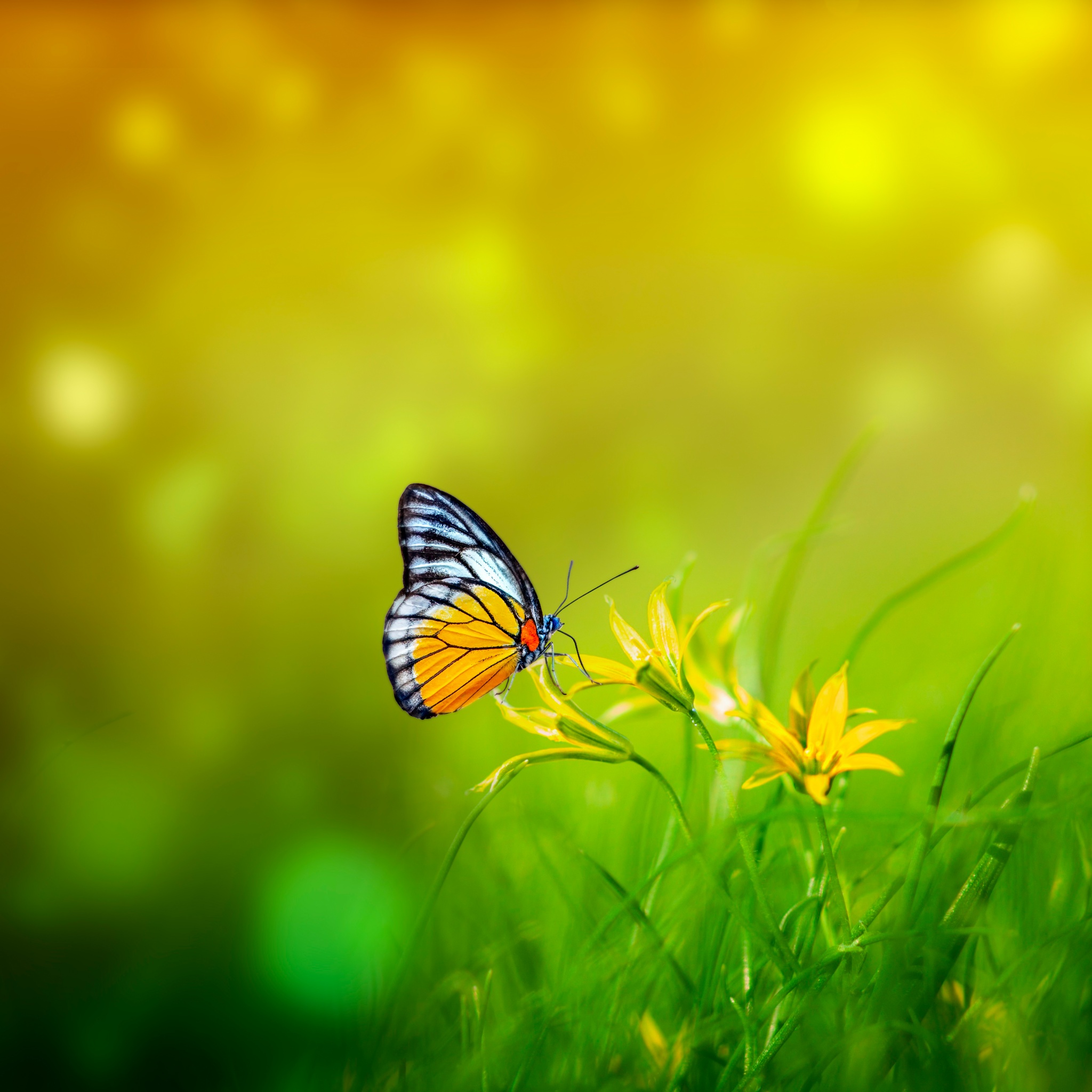 Butterfly Wallpaper 4K, Spring, Bokeh