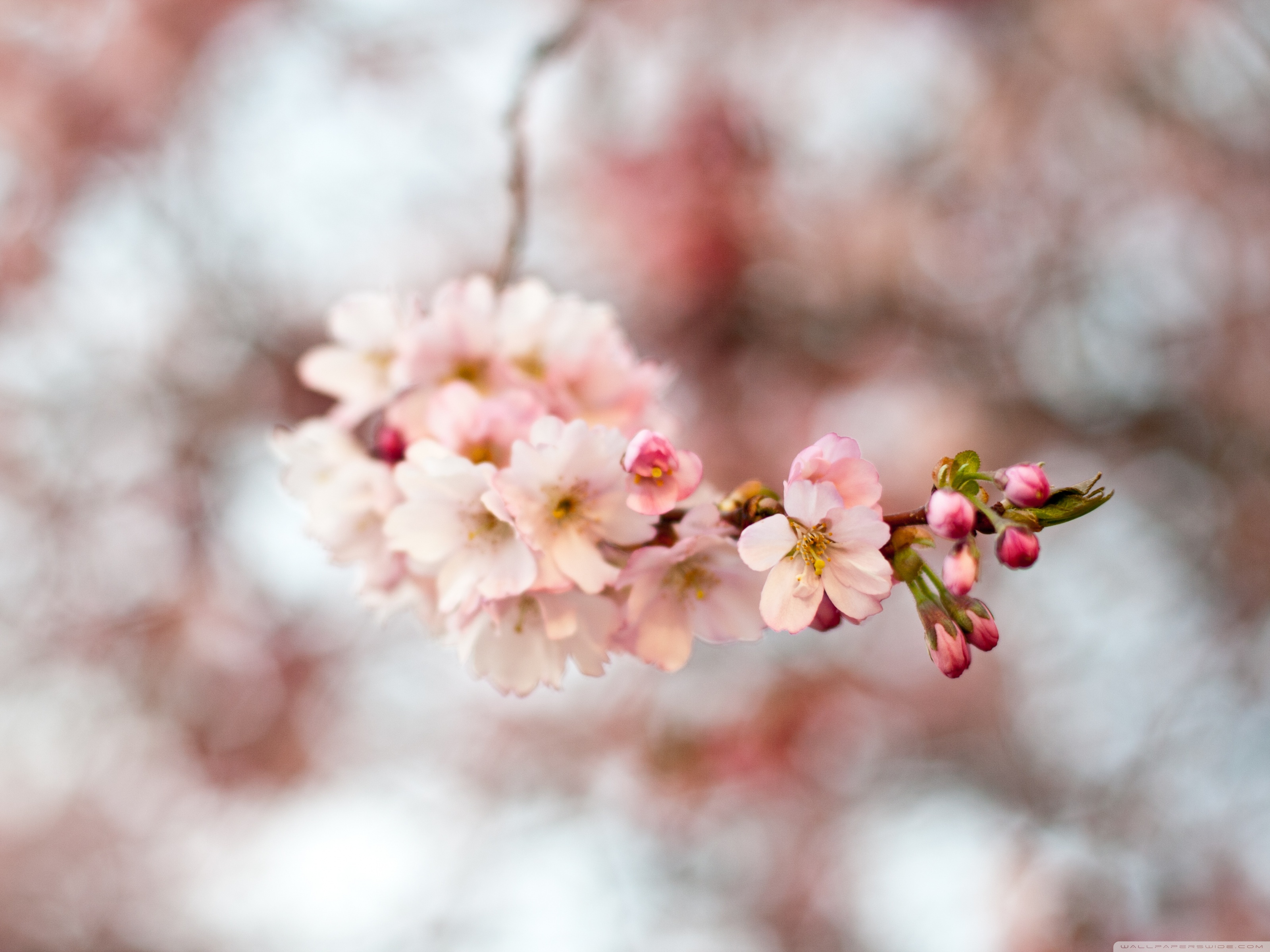 Desktop Background Wallpaper