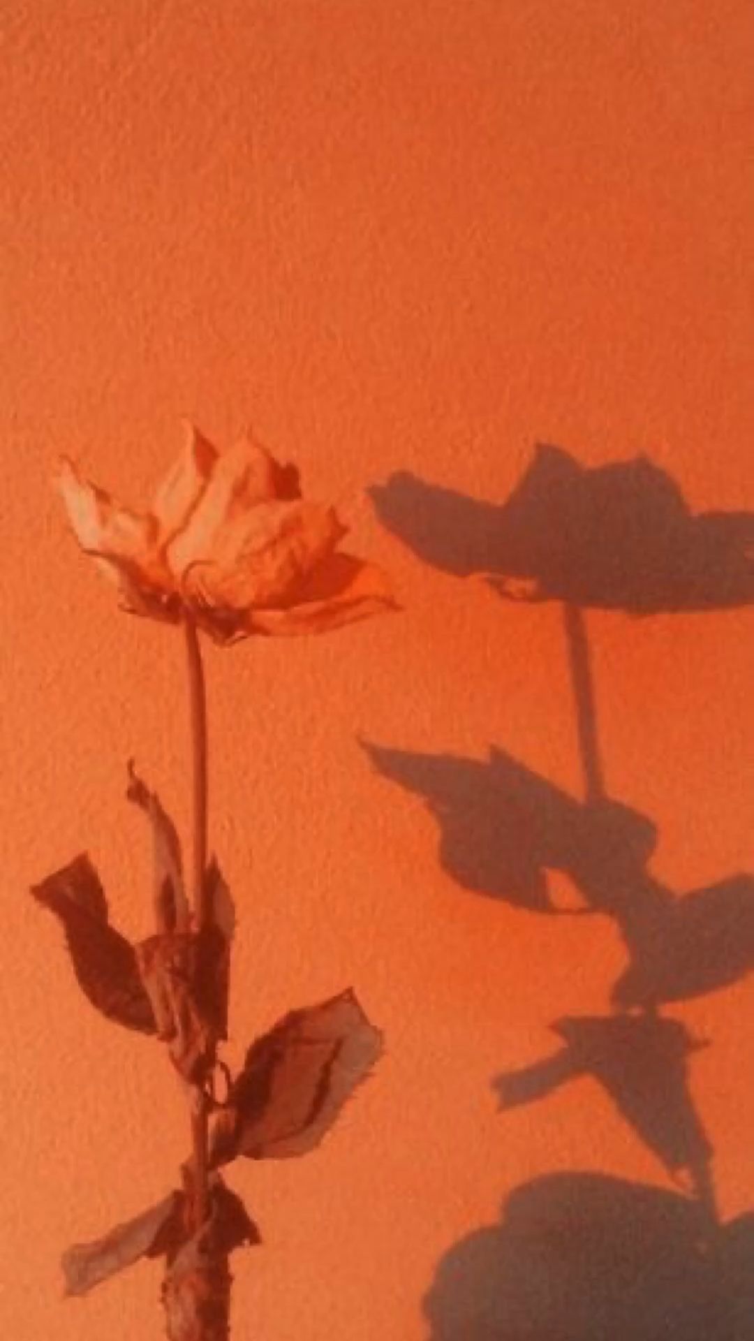 Orange Aesthetic Wallpaper