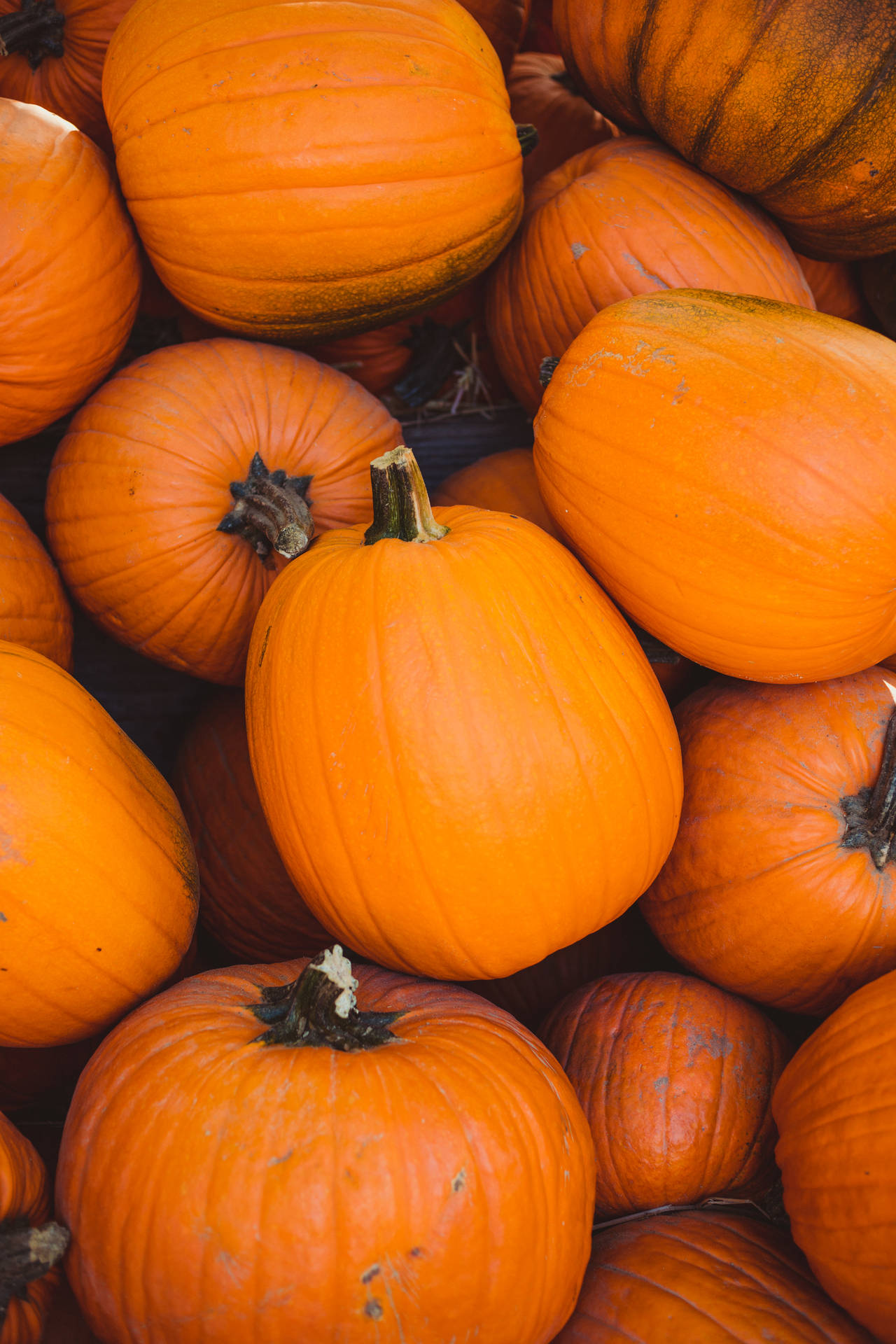 Download free Orange Aesthetic Pumpkins