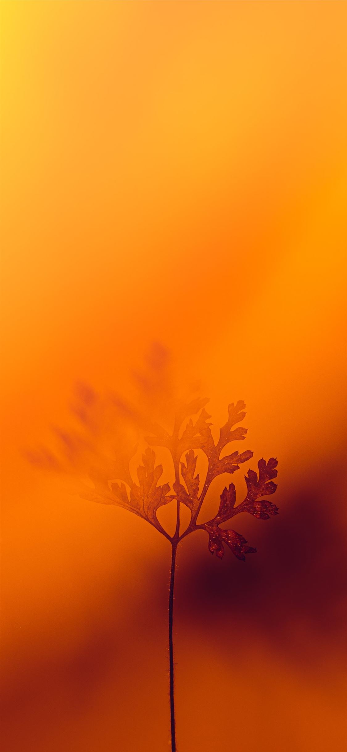 yellow flower under orange sky iPhone