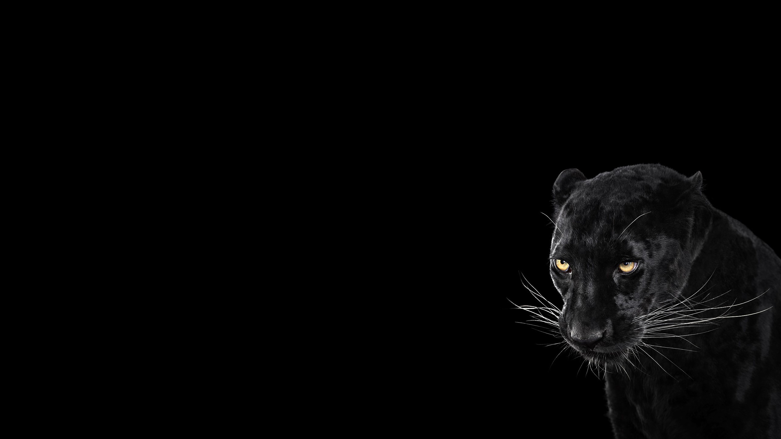Black Panther HD Wallpaper