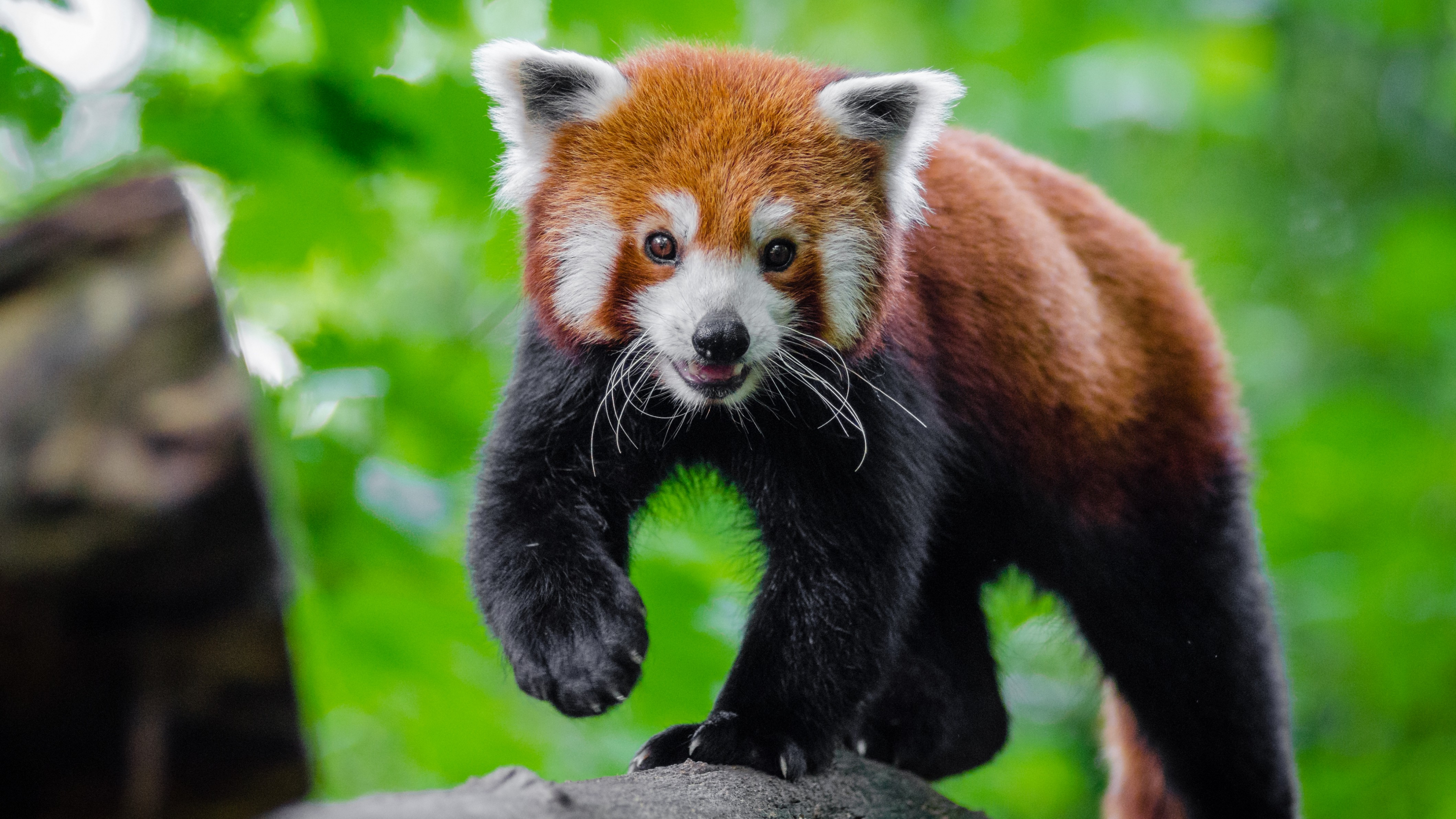 Download wallpaper 3840x2160 cute, red
