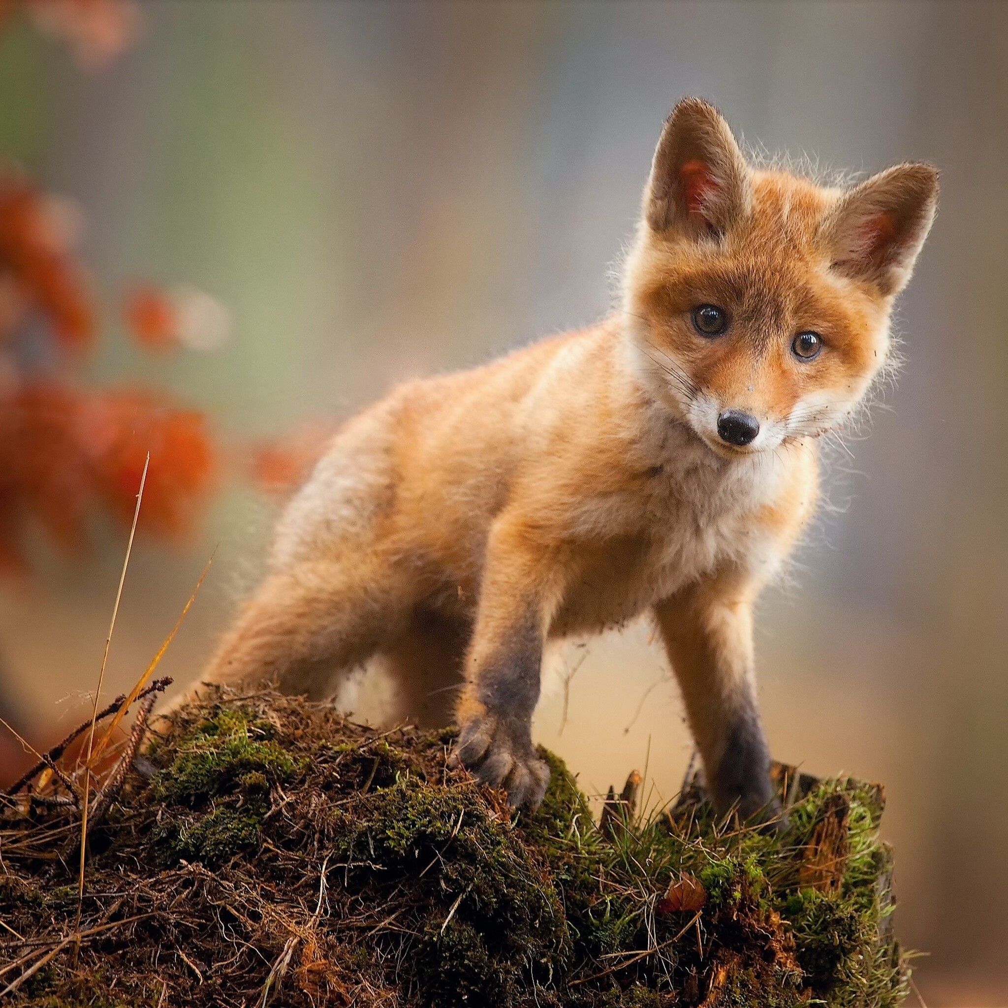 Fox Cub Baby Animal Cute HD