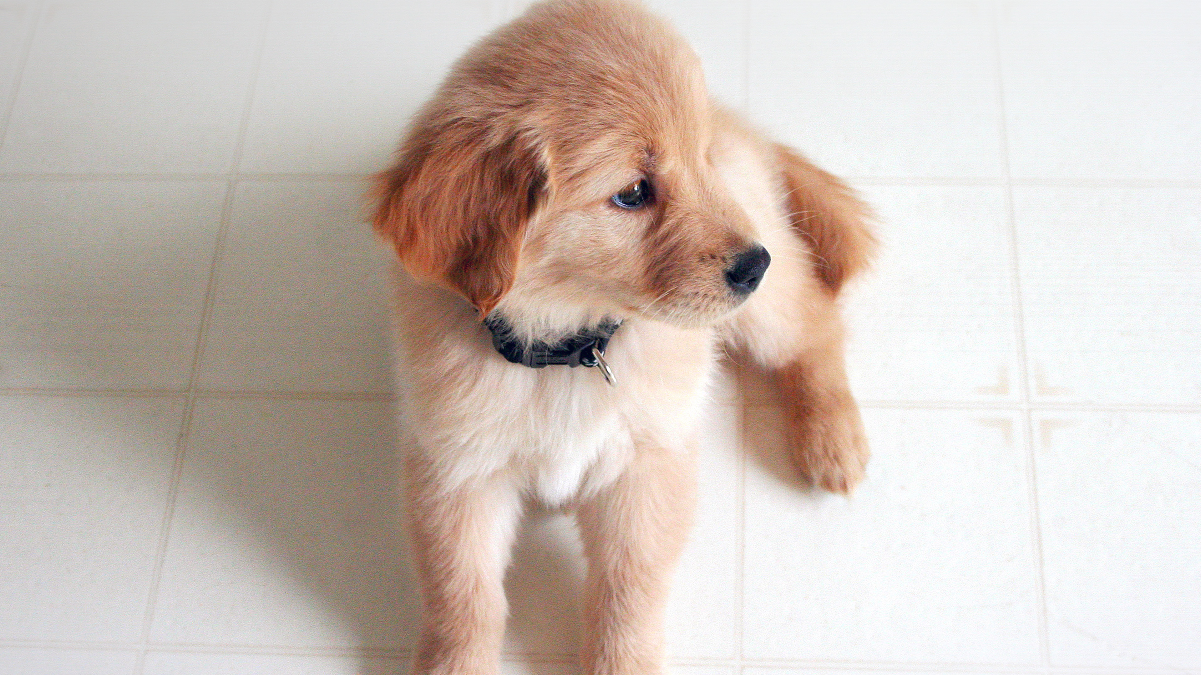 Puppy Love Cute Animal Nature