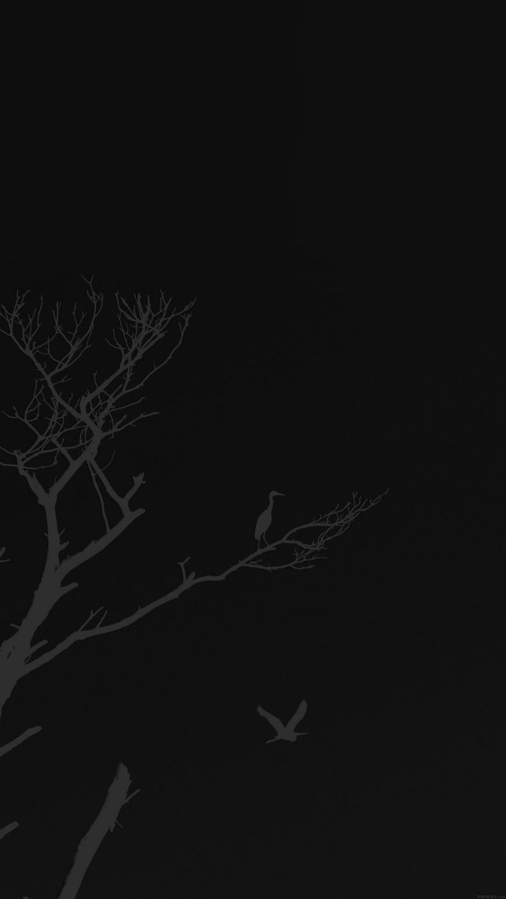 Bird Sunset Tree Dark Nature Minimal
