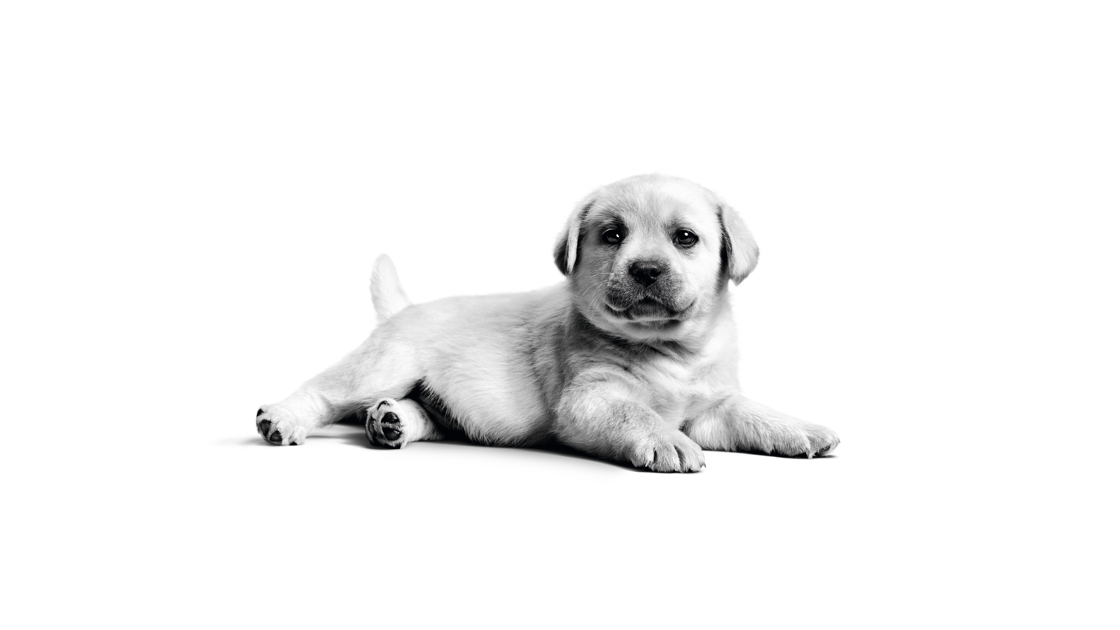 Cute Animals 4K Wallpaper and Background