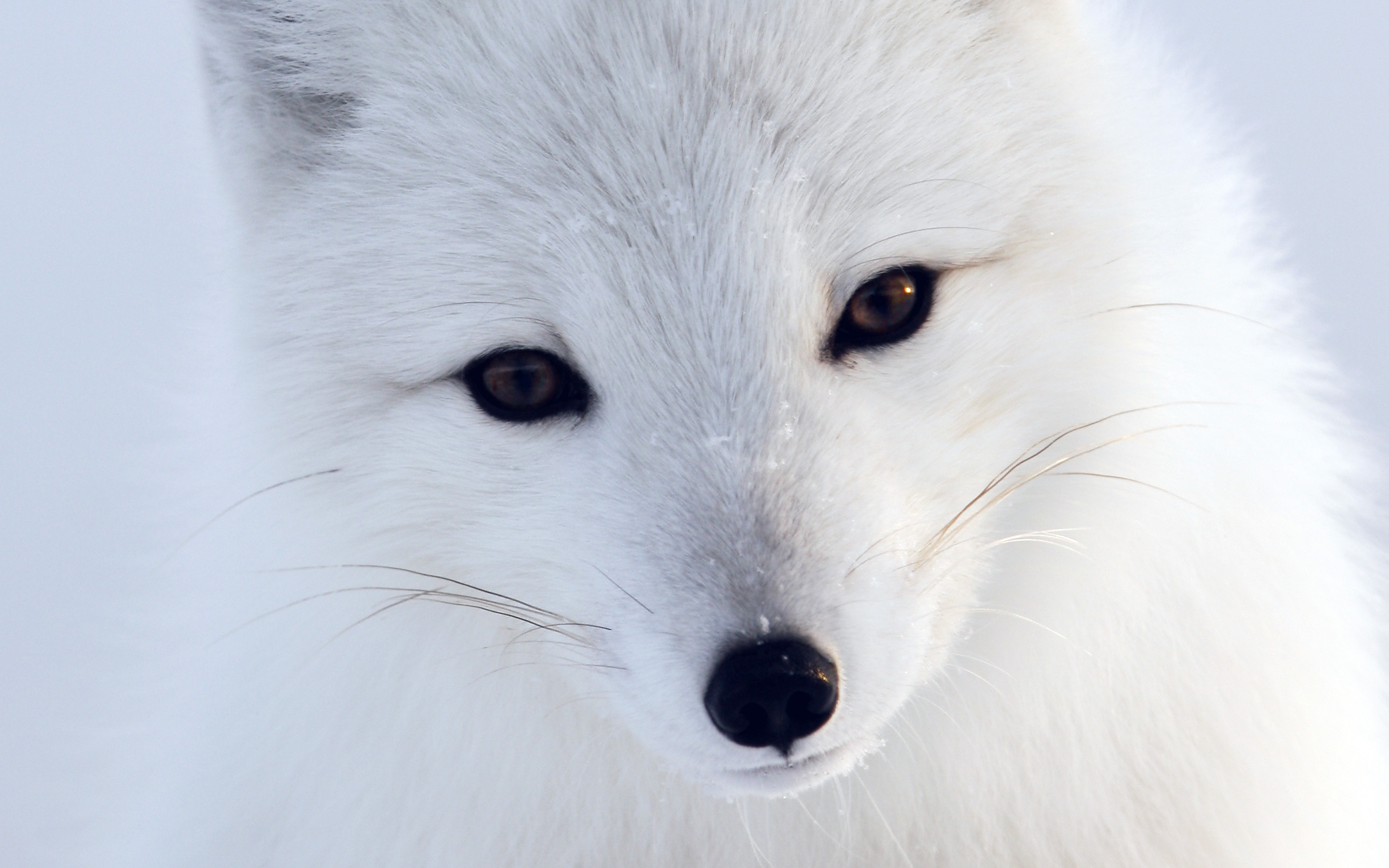 Artic Fox White Animal Cute