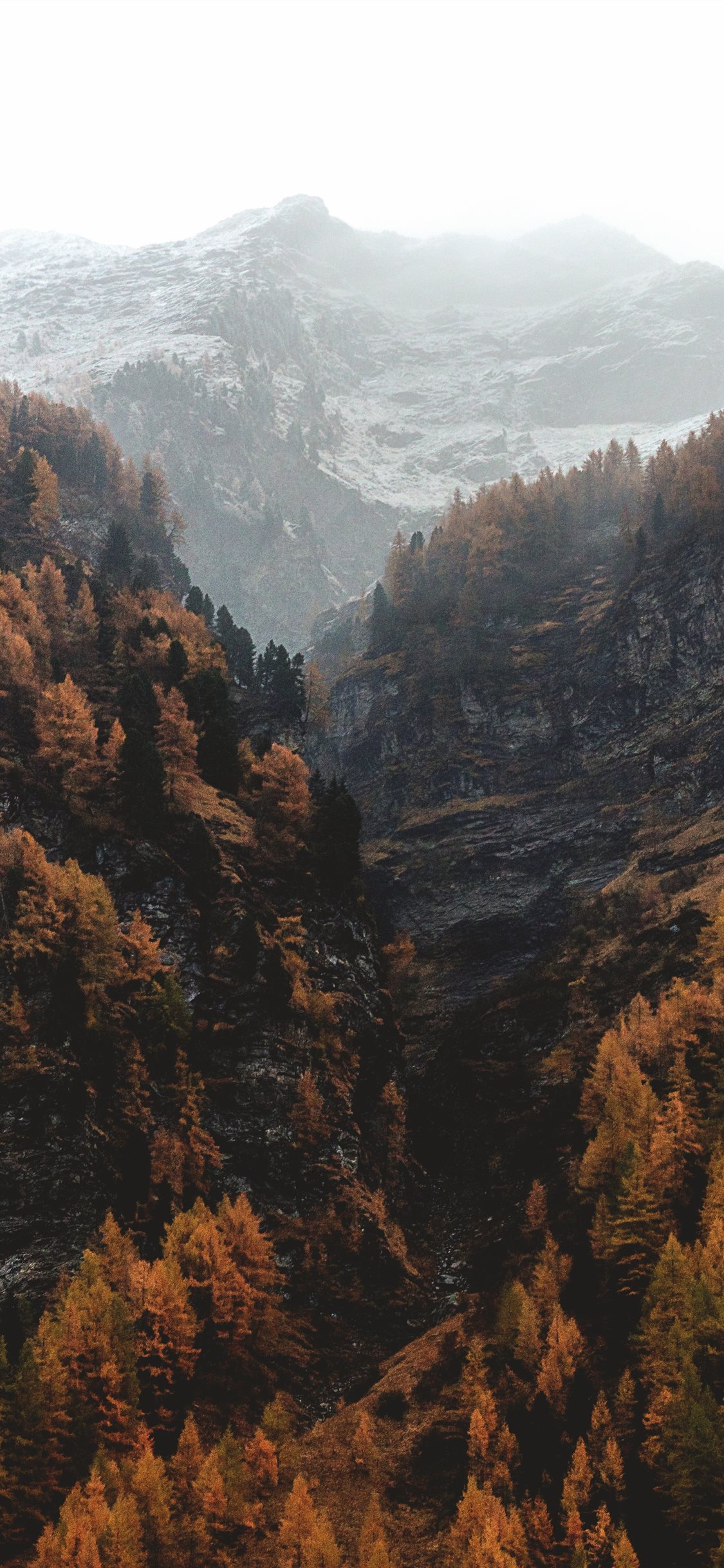 aerial view of brown fores and black