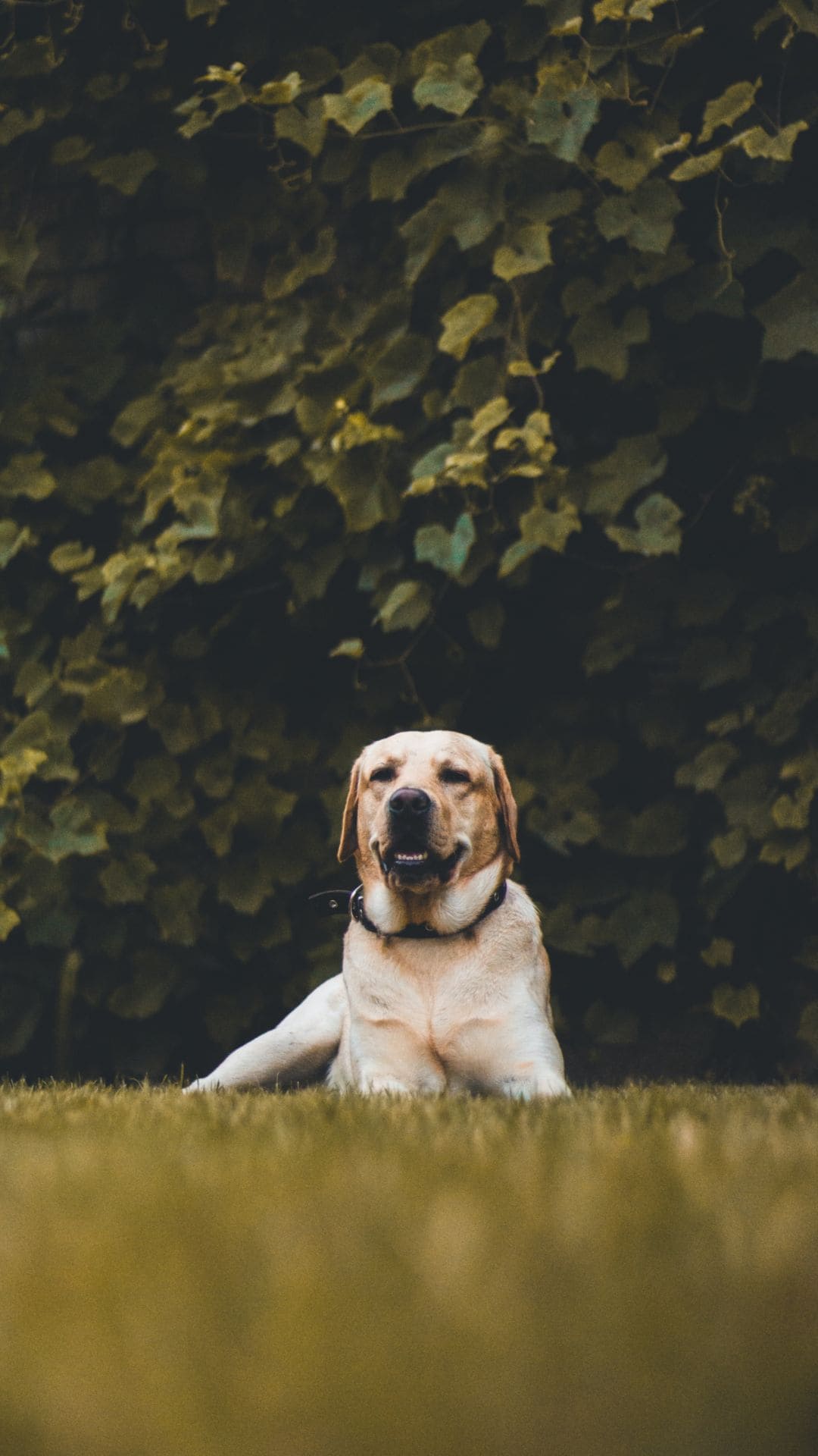 Labrador Wallpaper