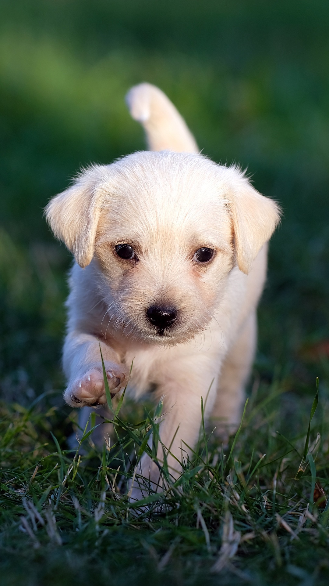 Picture puppies Labrador Retriever Dogs