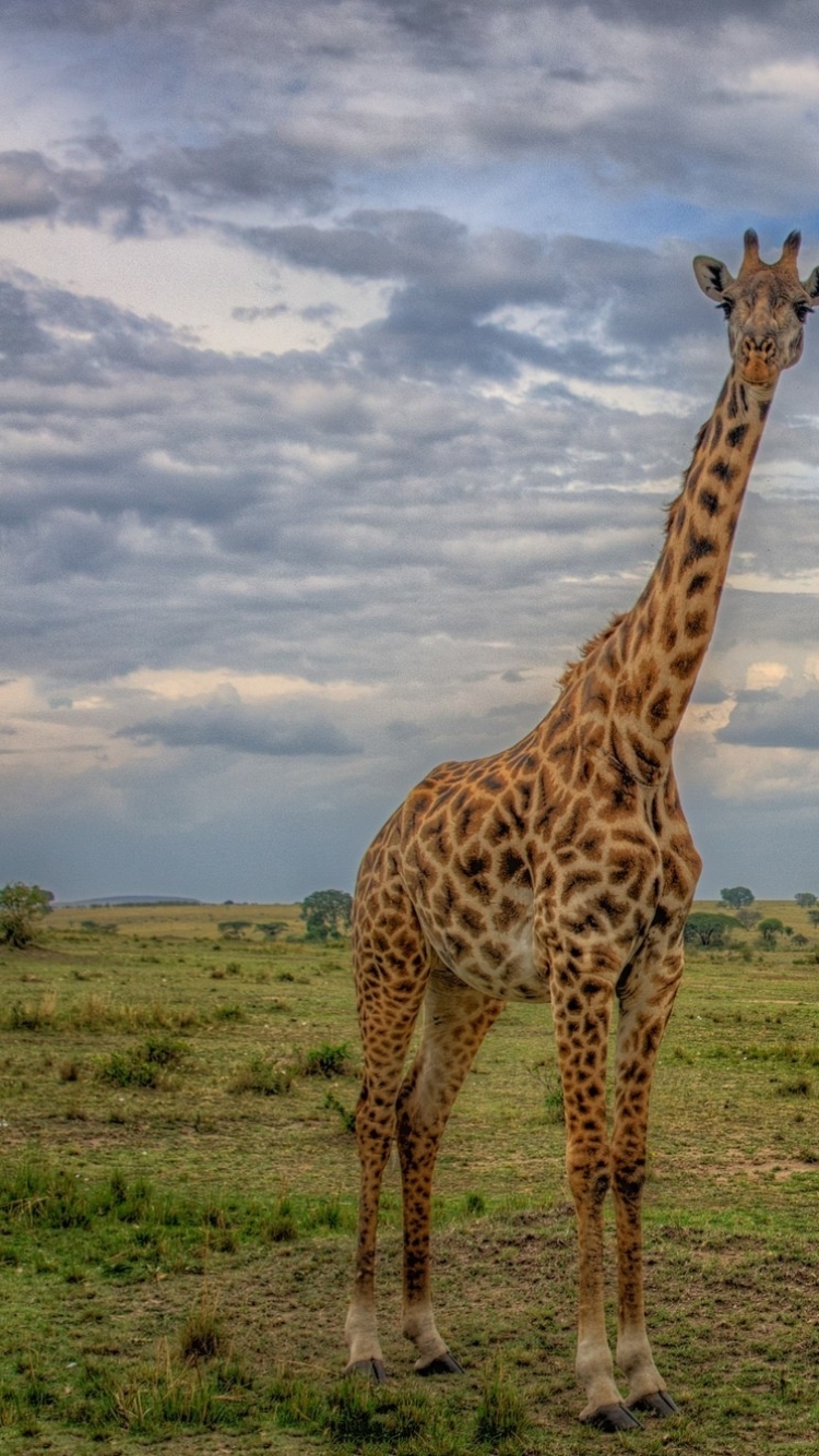 Giraffe Phone Wallpaper