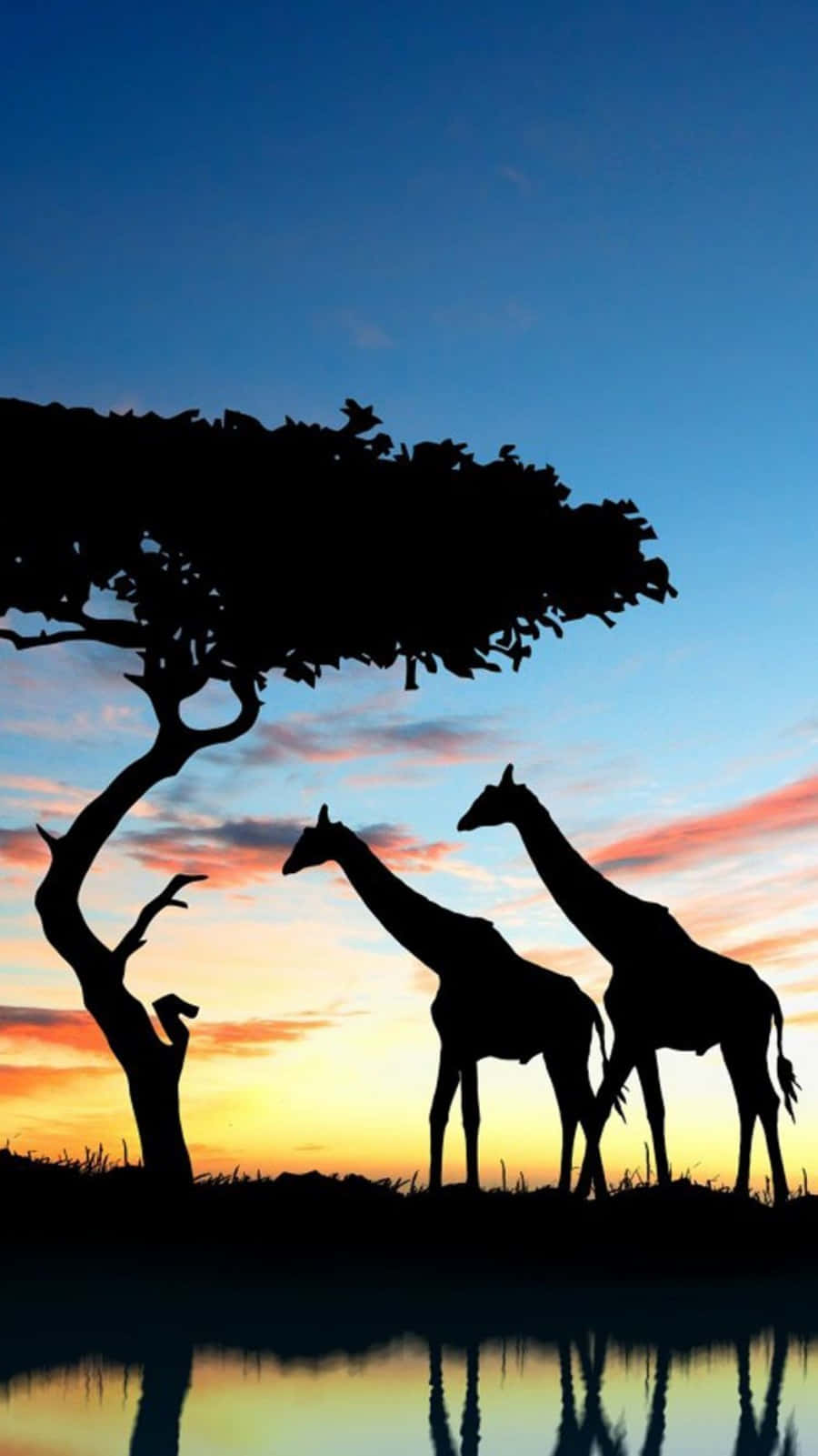 Download African Giraffes Silhouette