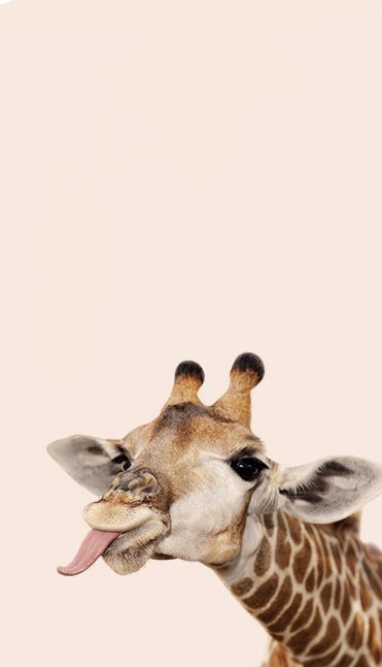 Giraffe wallpaper. Funny animal image