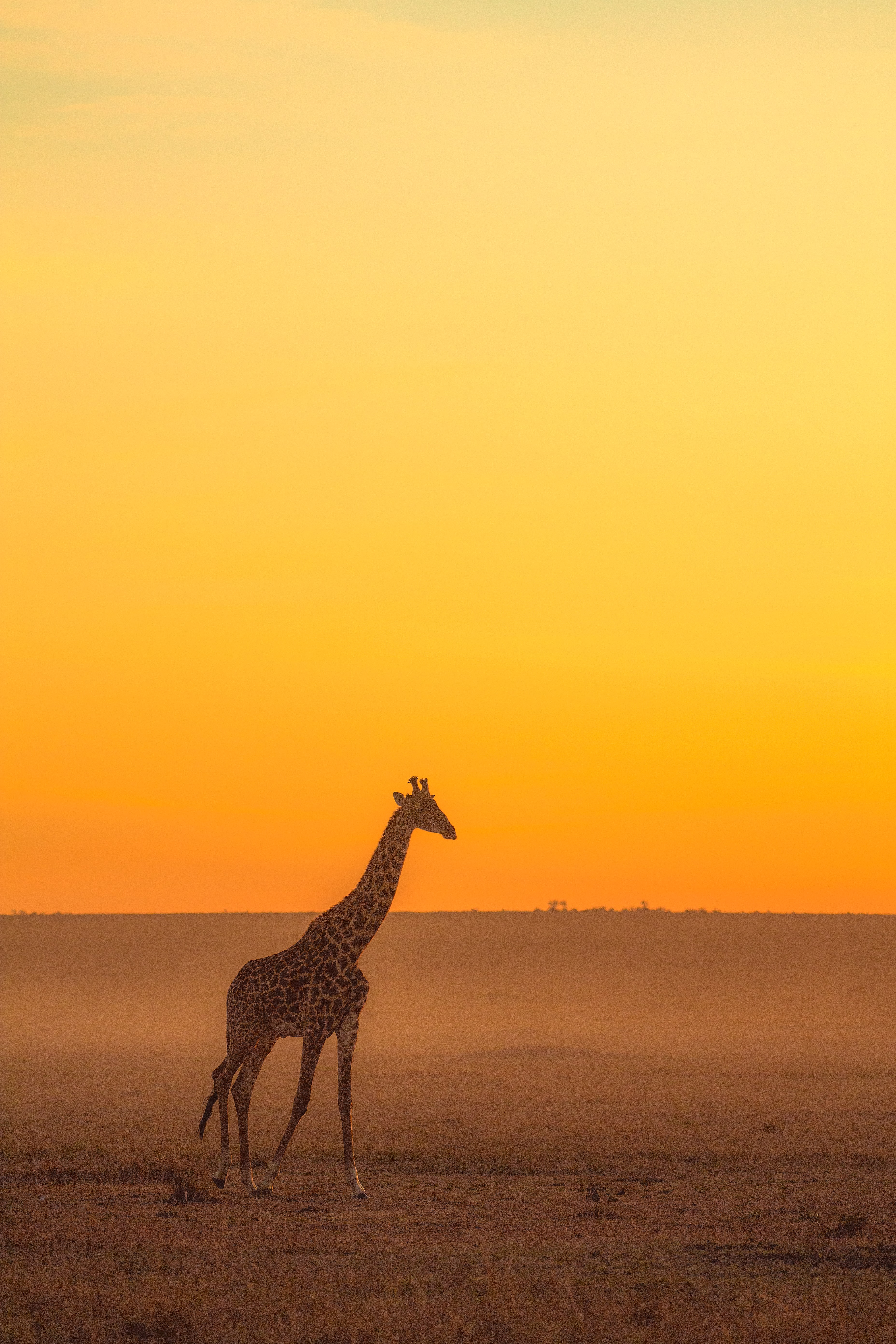 Download Giraffe wallpaper