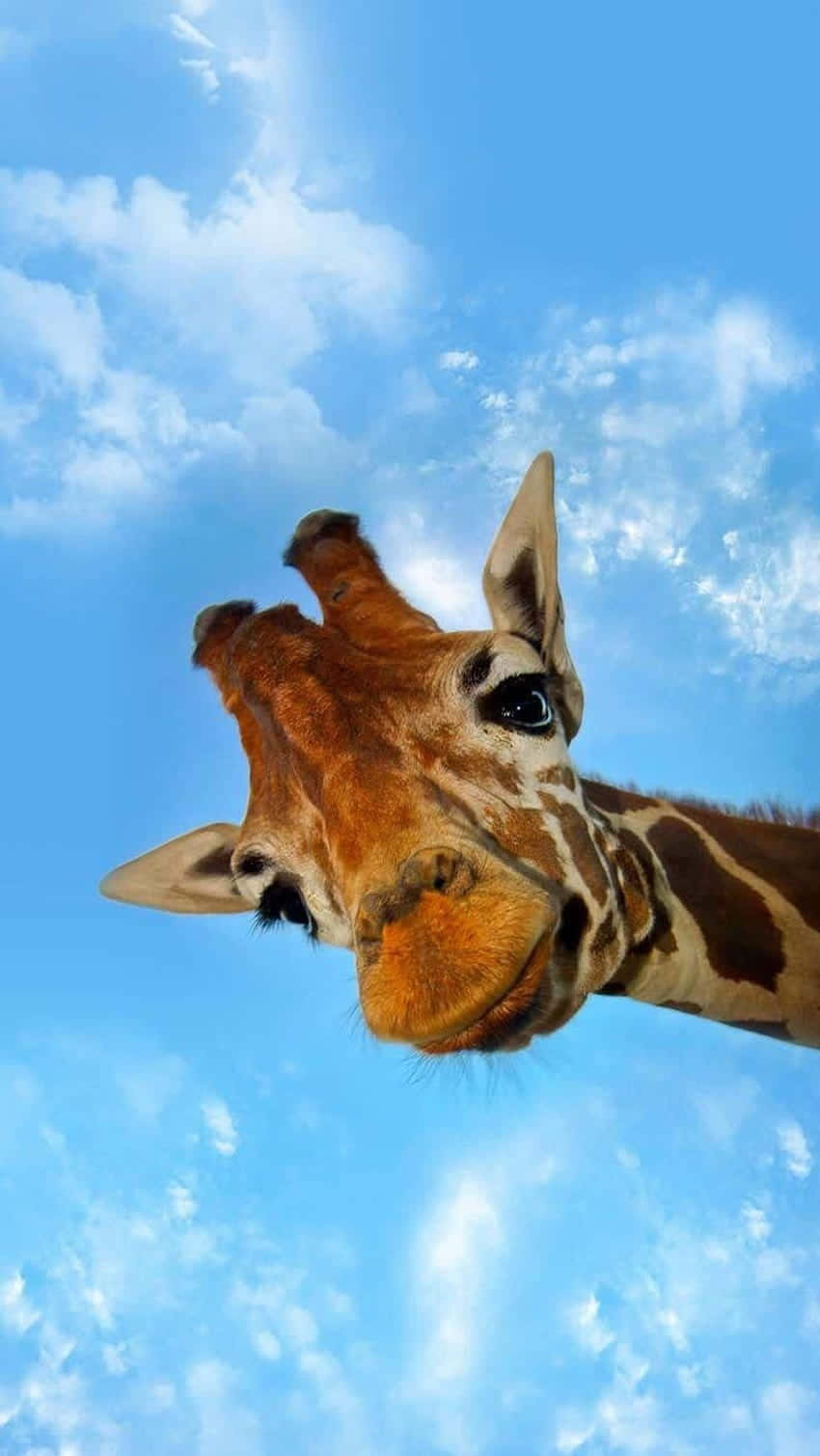 Download Cute Giraffe Looking Down At