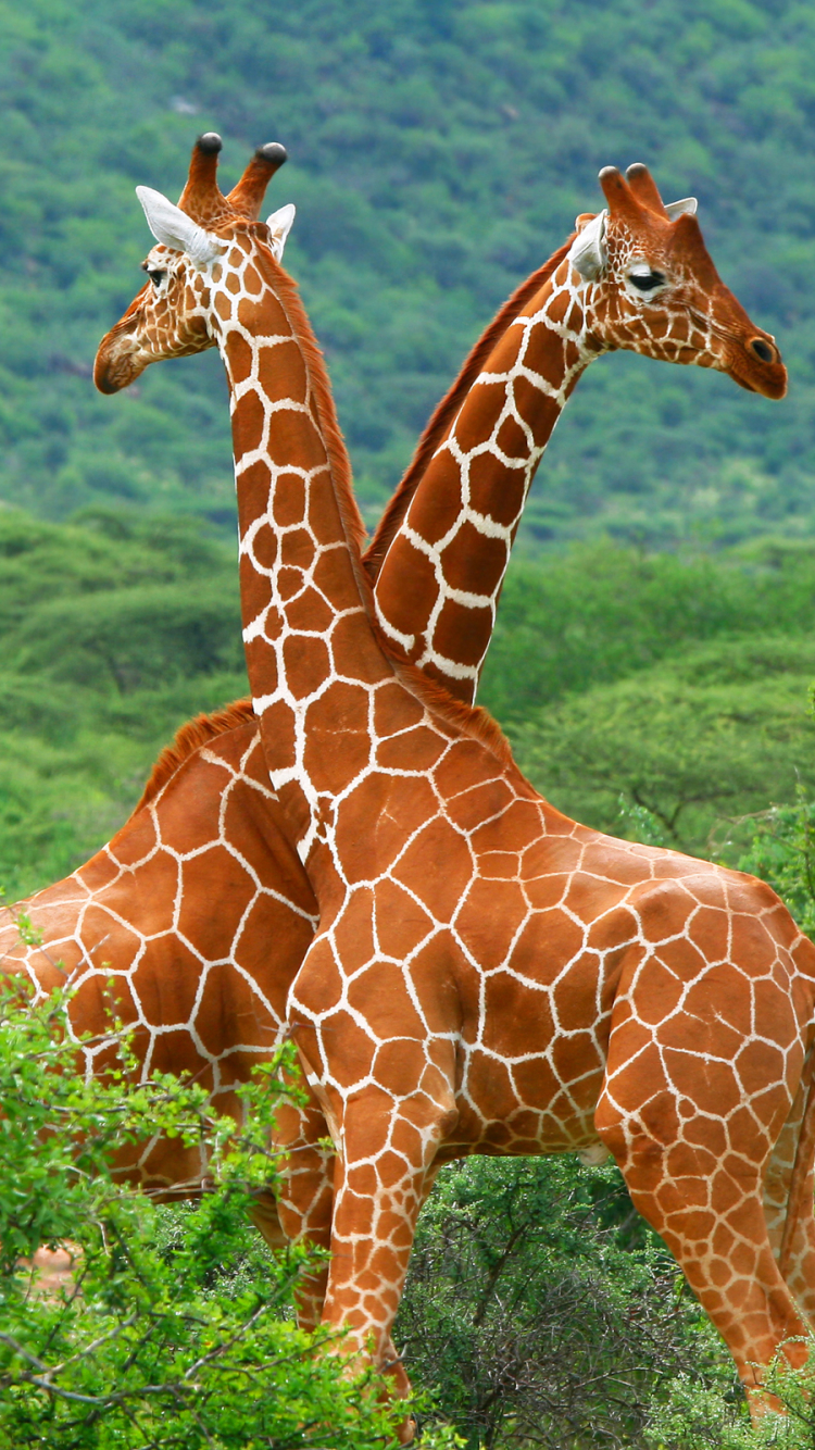 Giraffe iPhone Wallpaper