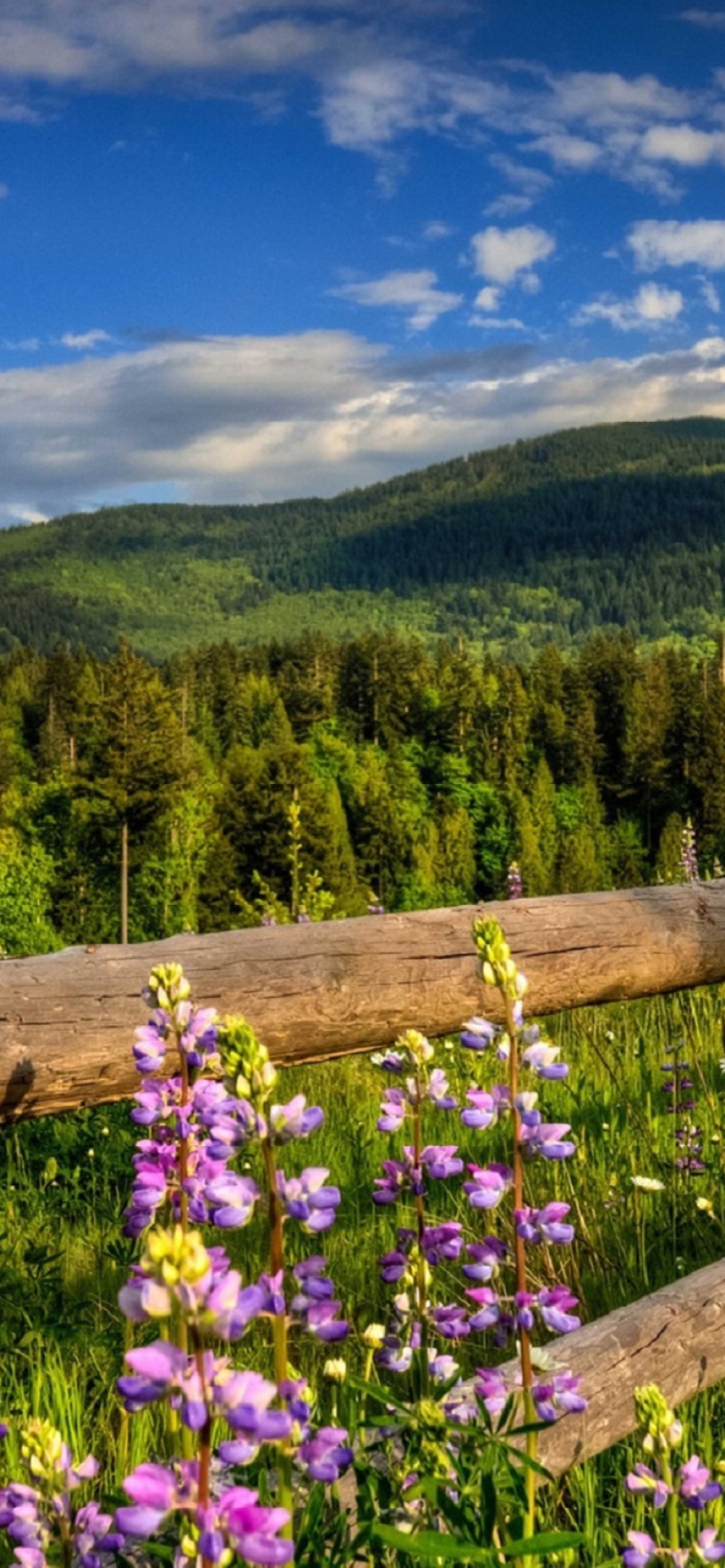 Nature Wallpaper for iPhone 12 Pro