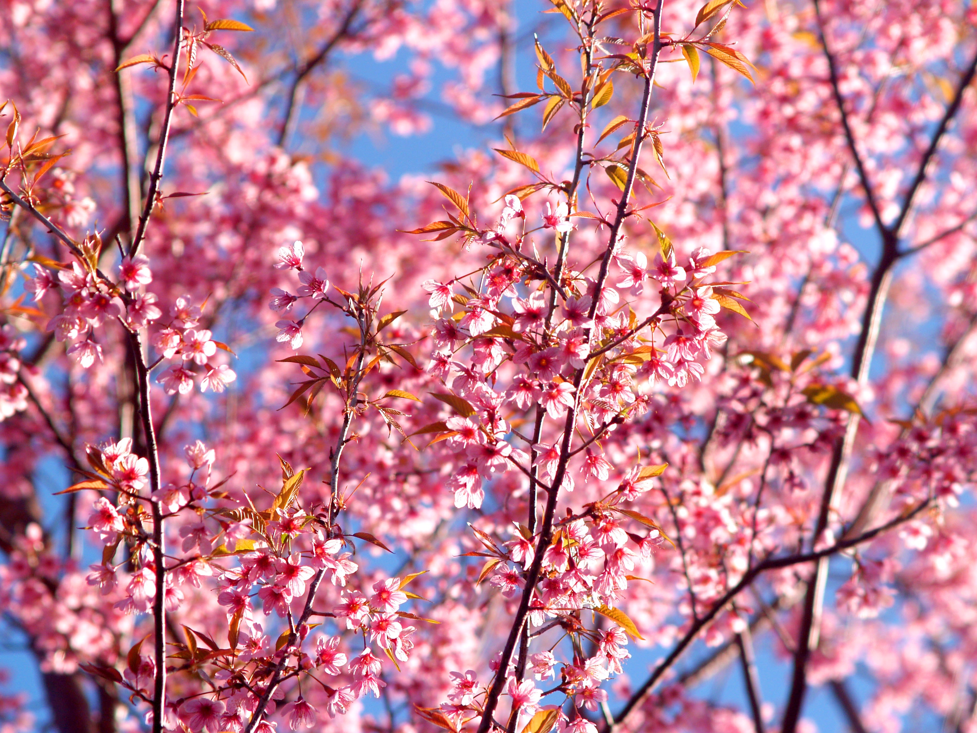 Pink Flowers Blossom Season Background