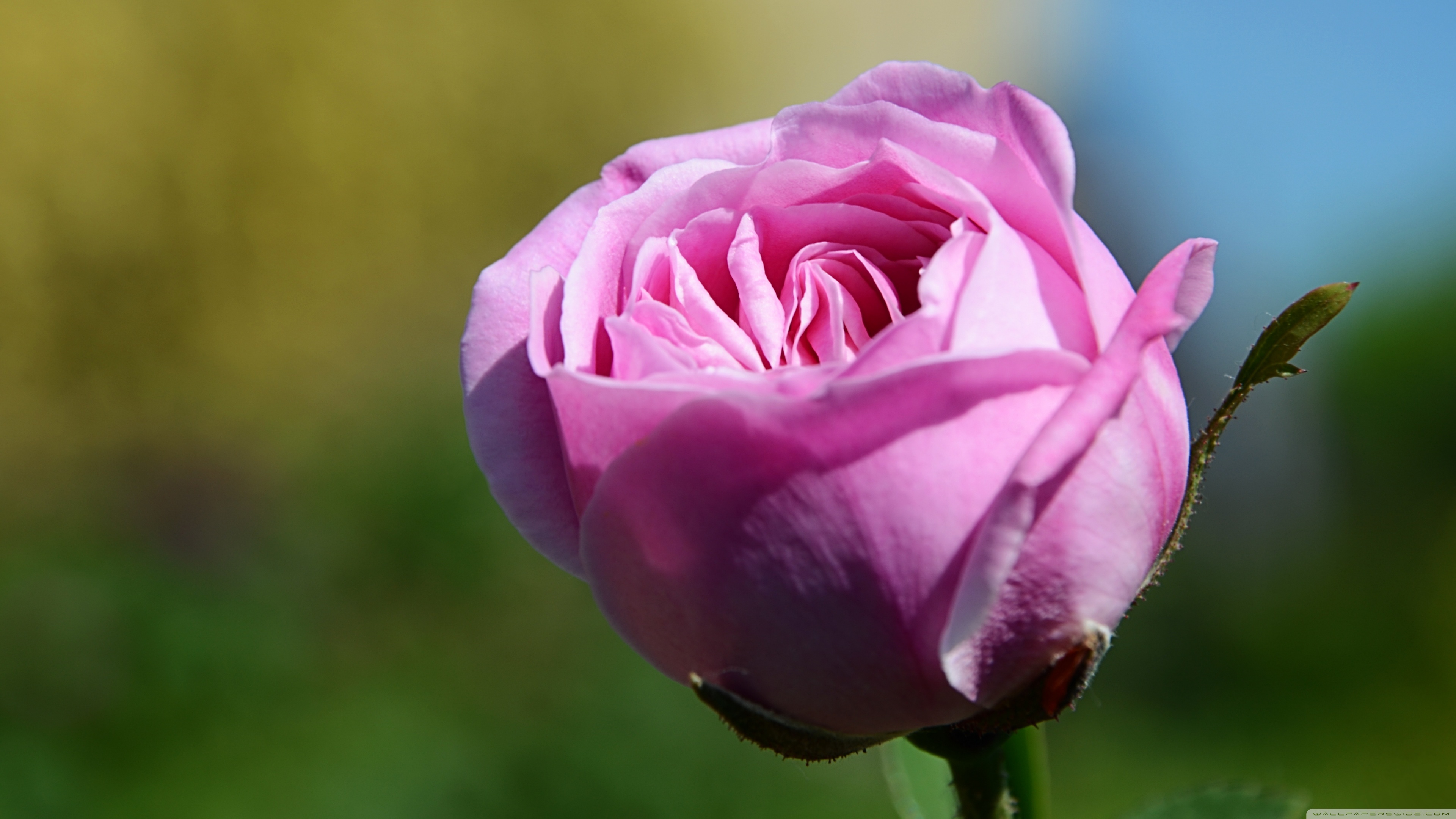Pink Rose Flower Ultra HD Desktop