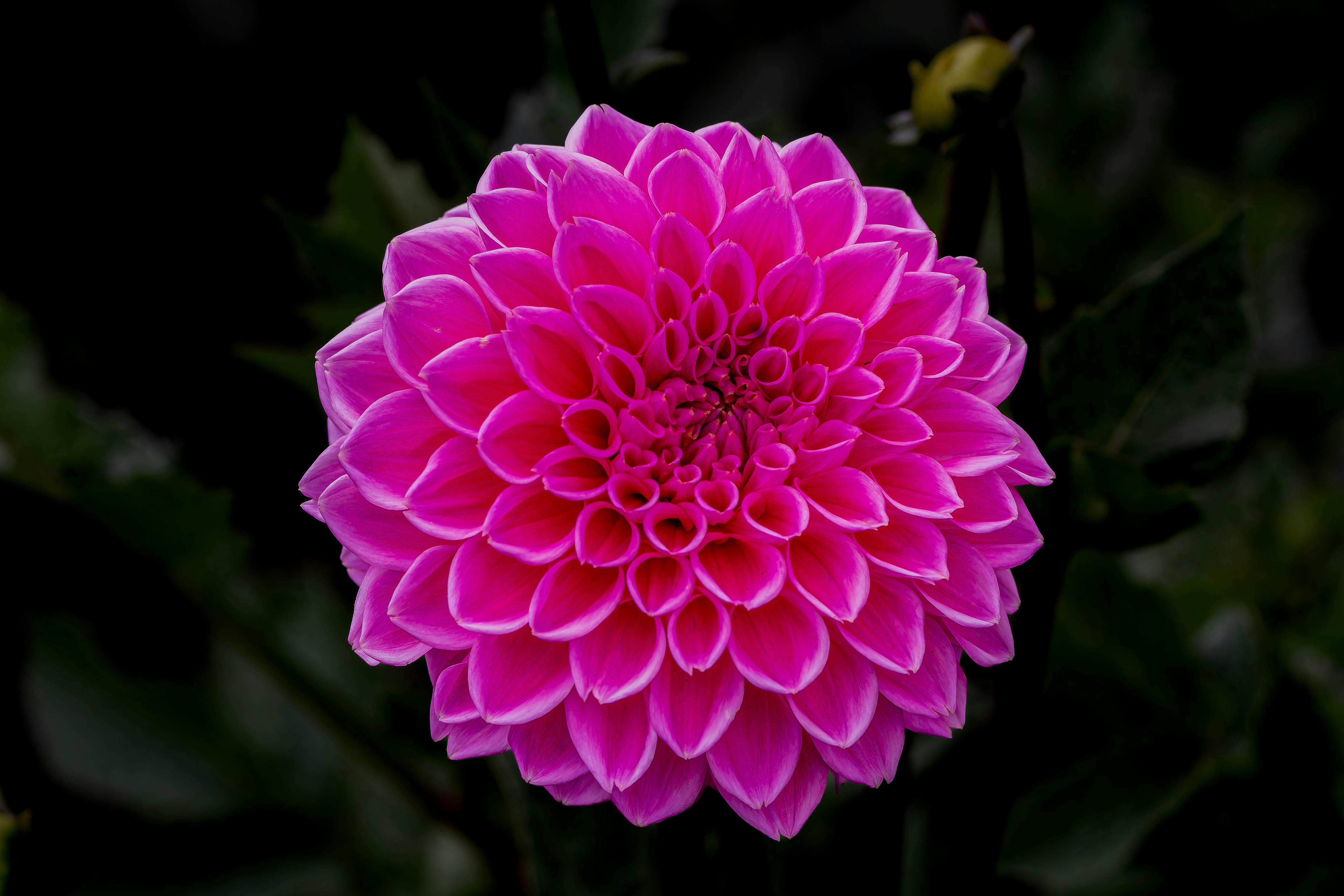 4k Pink Flowers Wallpapers - Wallpaper Cave