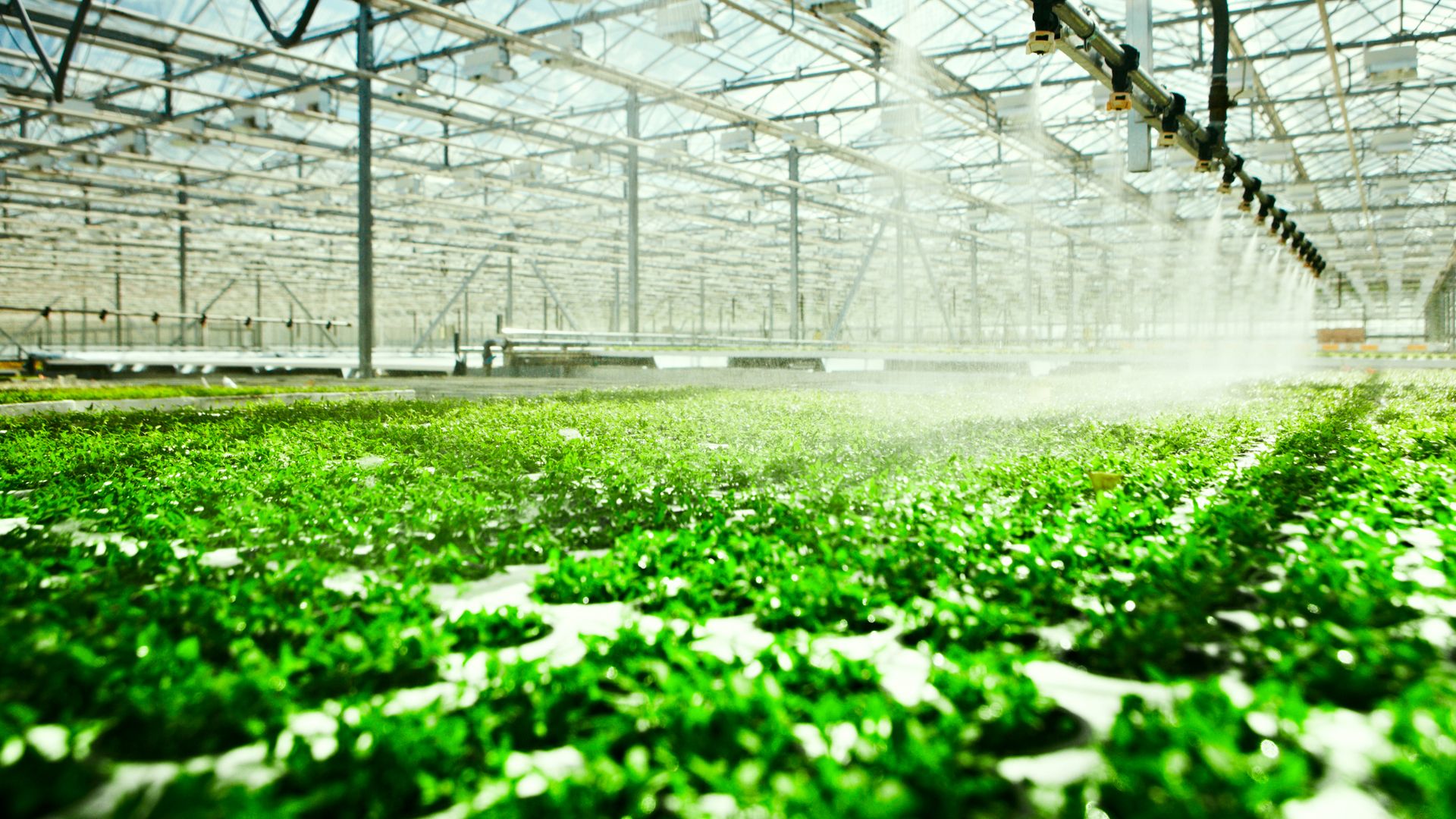 Hydroponic Plants Stock Photos and Images - 123RF