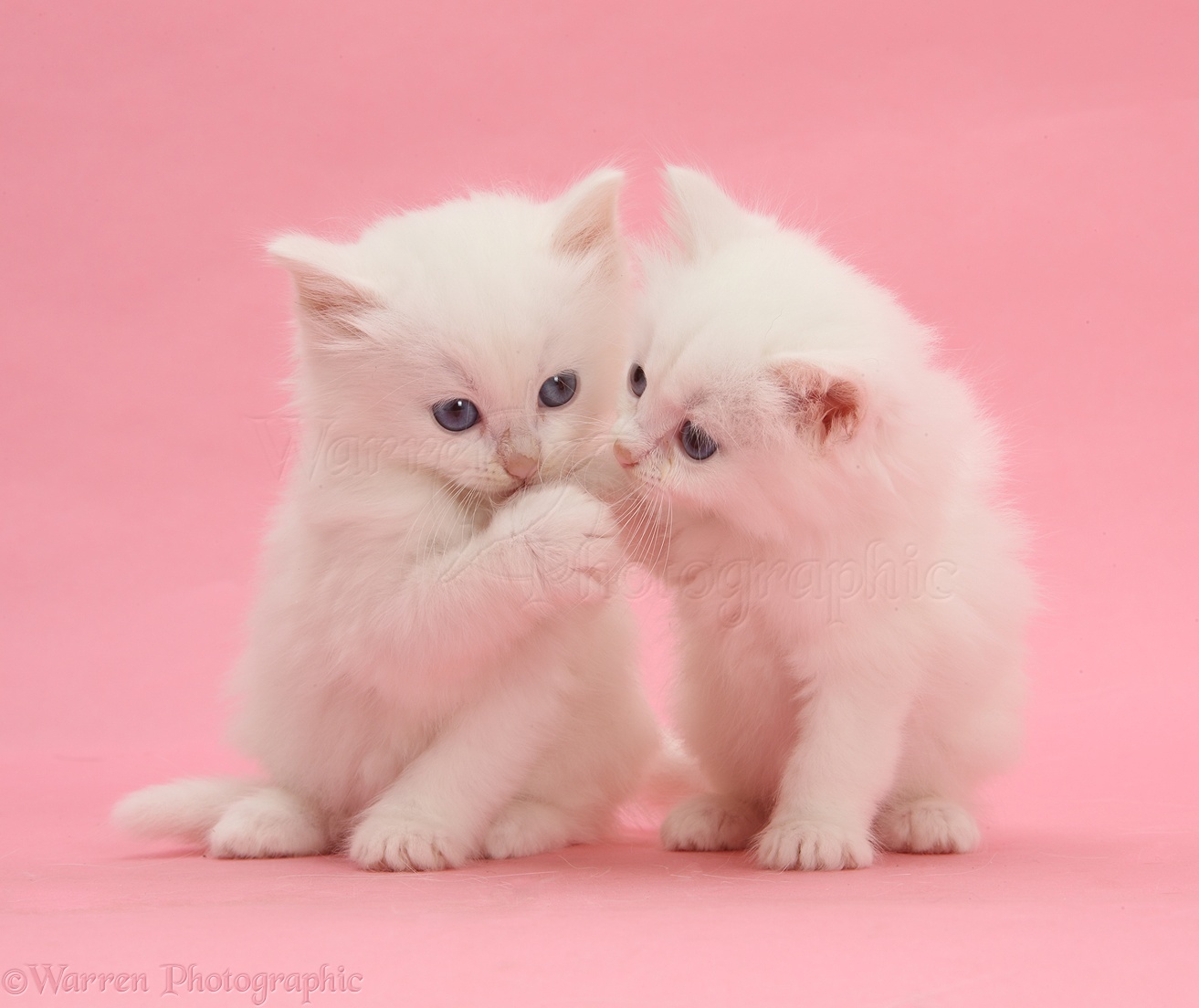 white kittens on pink background photo