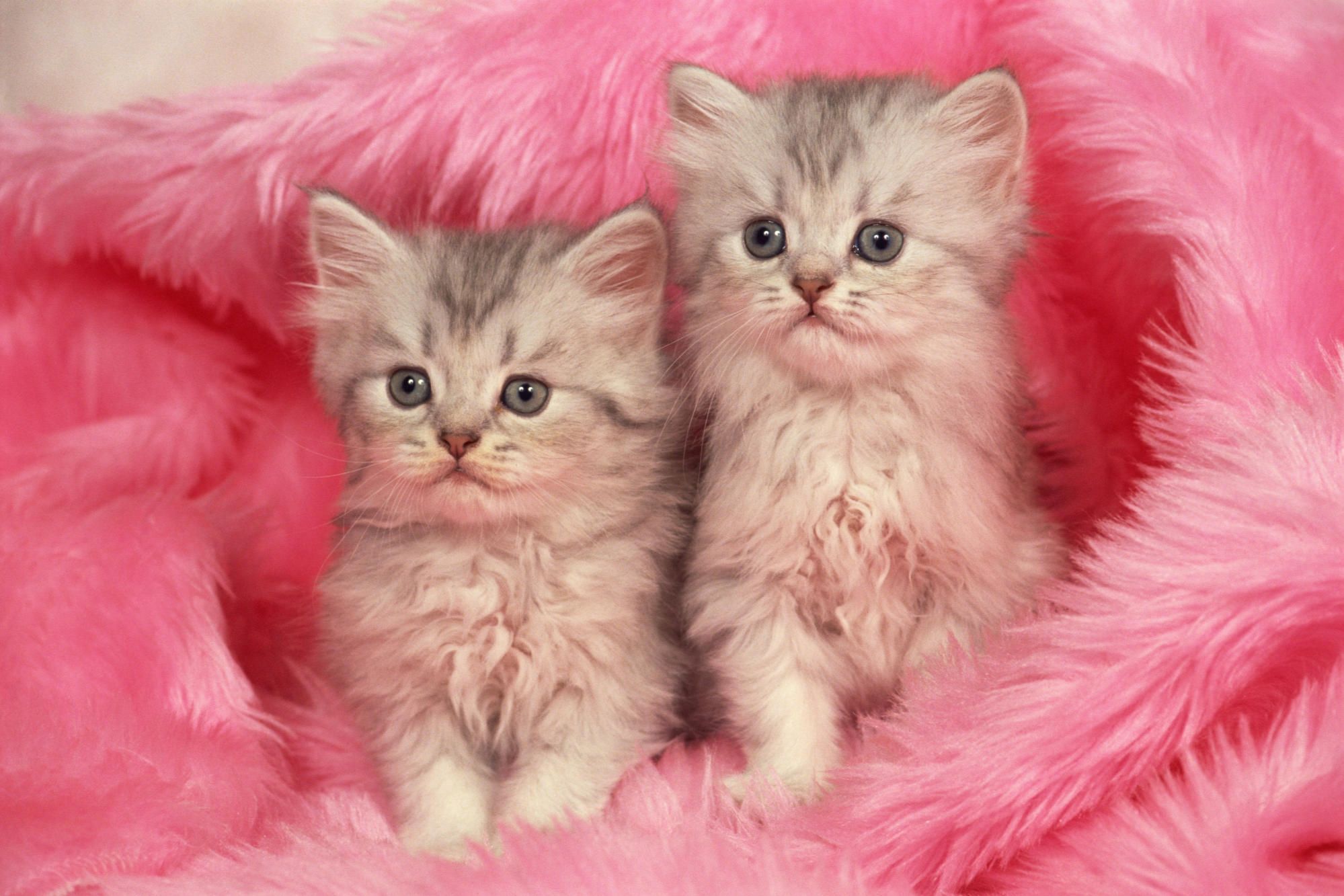 Kitten wallpaper, Pink kitten wallpaper