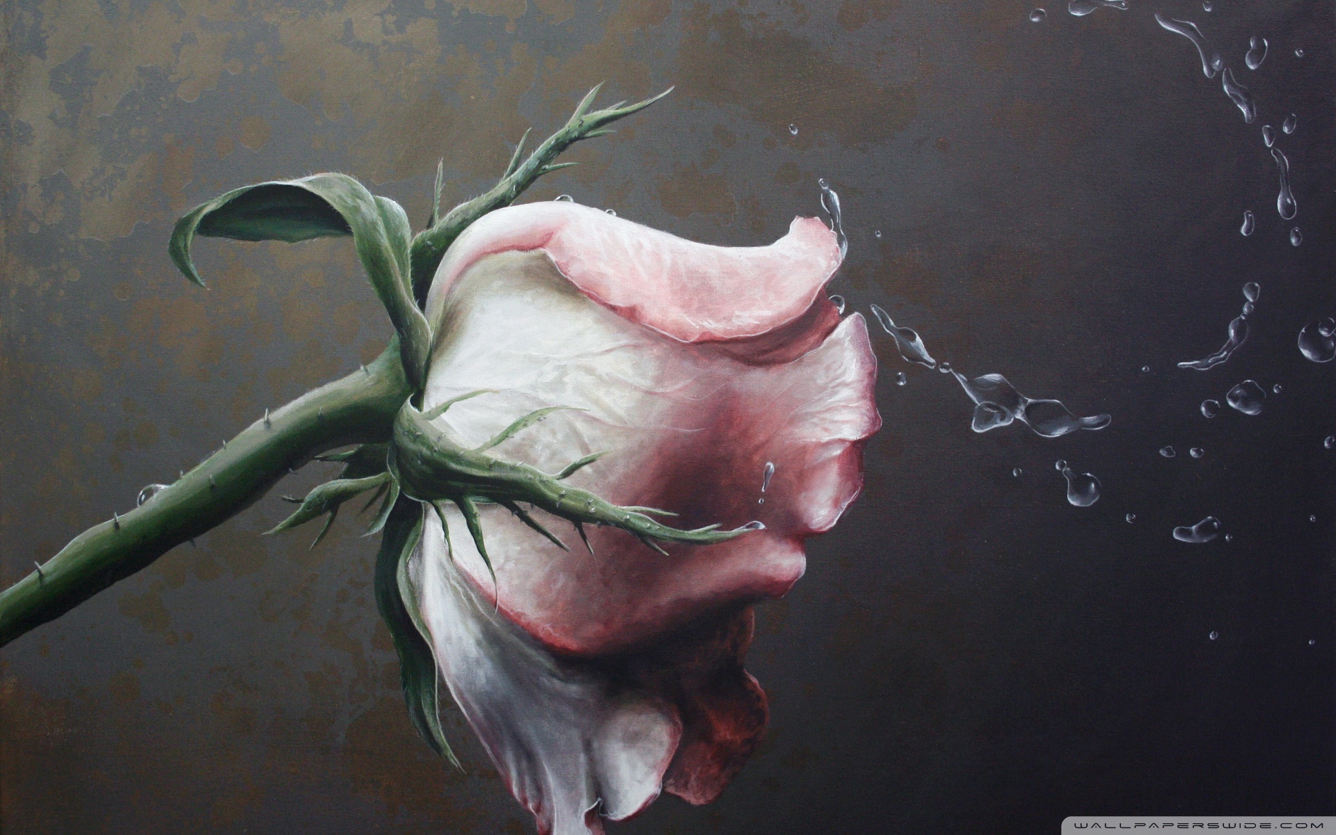 Ultra HD Desktop Background Wallpaper