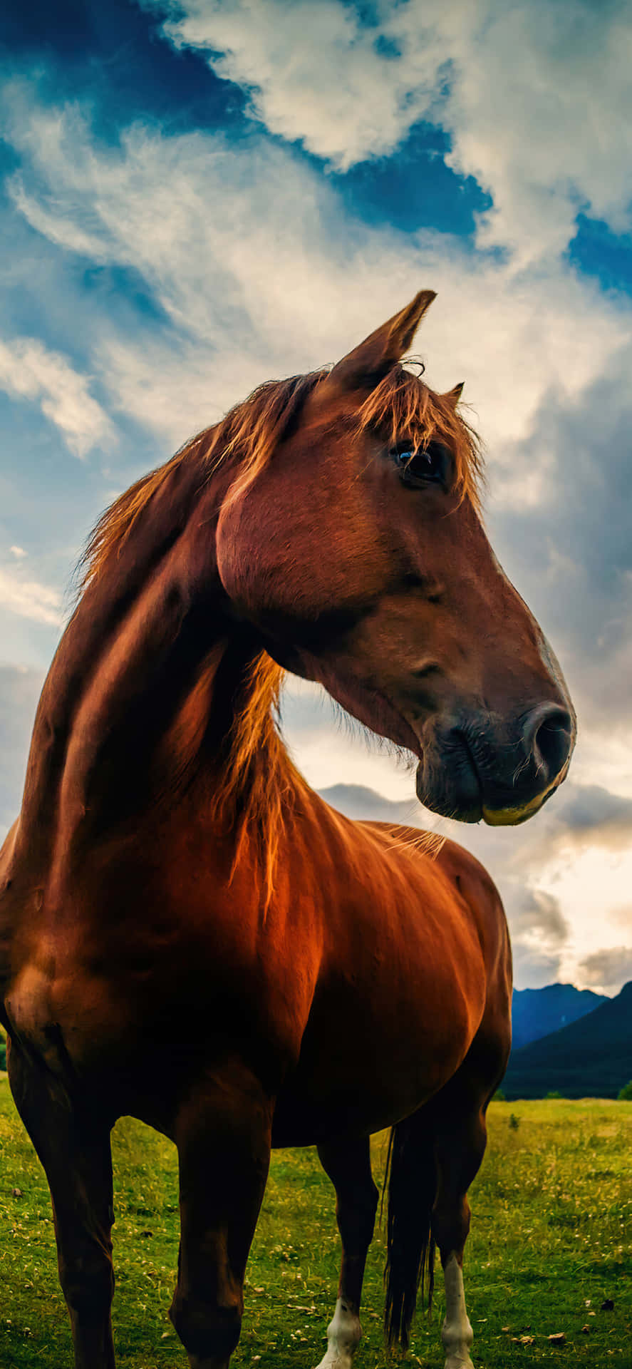 Horse Wallpaper