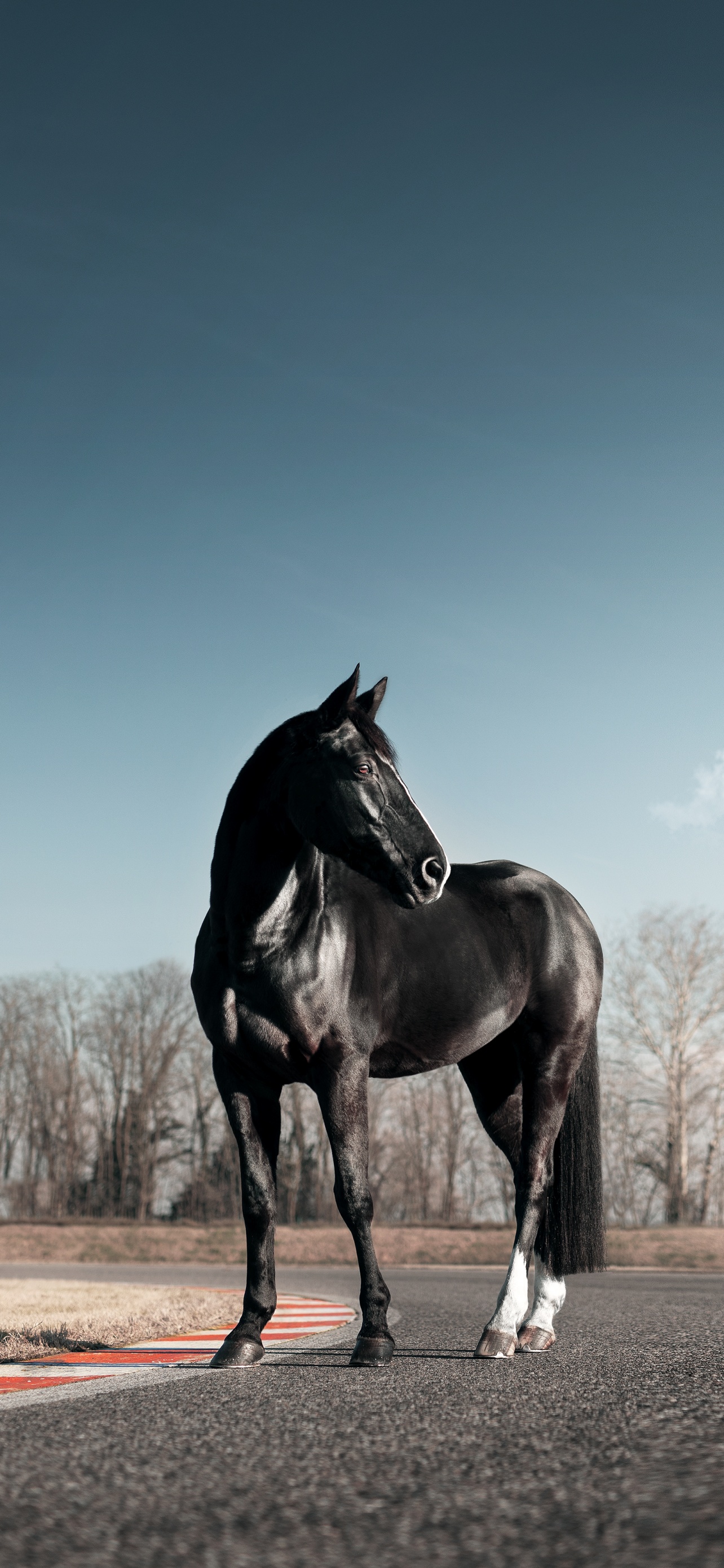 Black horse Wallpaper 4K, Race track