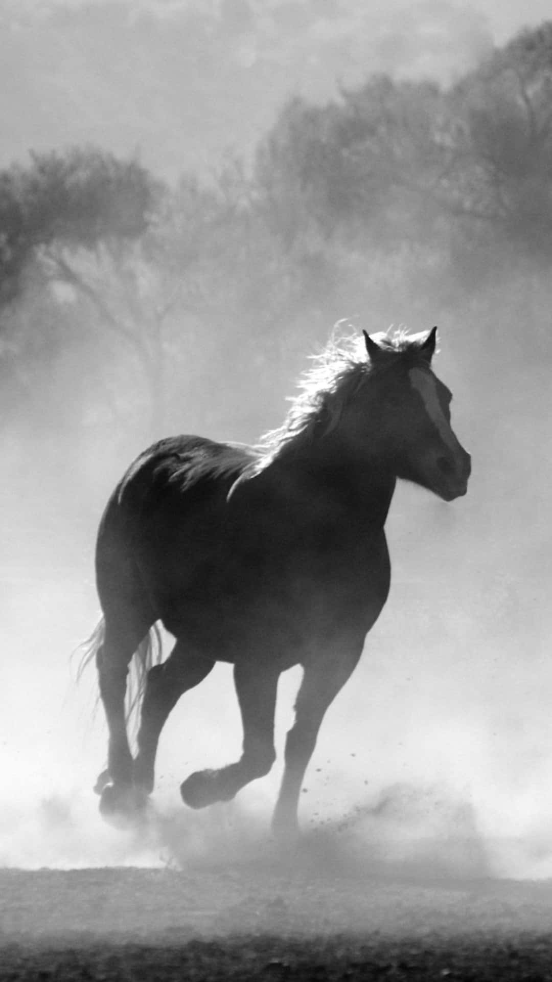 Beautiful Horse iPhone Wallpaper