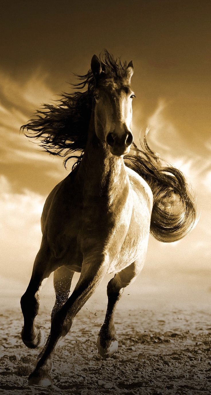 Horse wallpaper, Horses, Beautiful horses